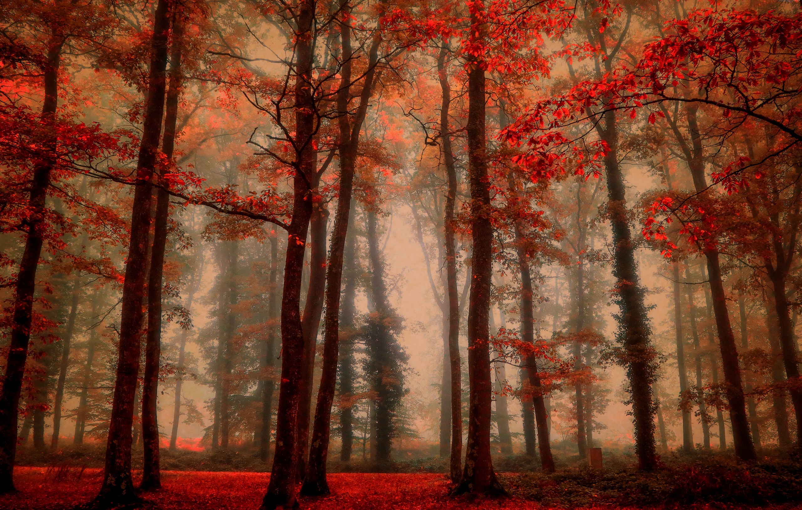 Скачать обои бесплатно Природа, Осень, Лес, Дерево, Туман, Земля/природа картинка на рабочий стол ПК