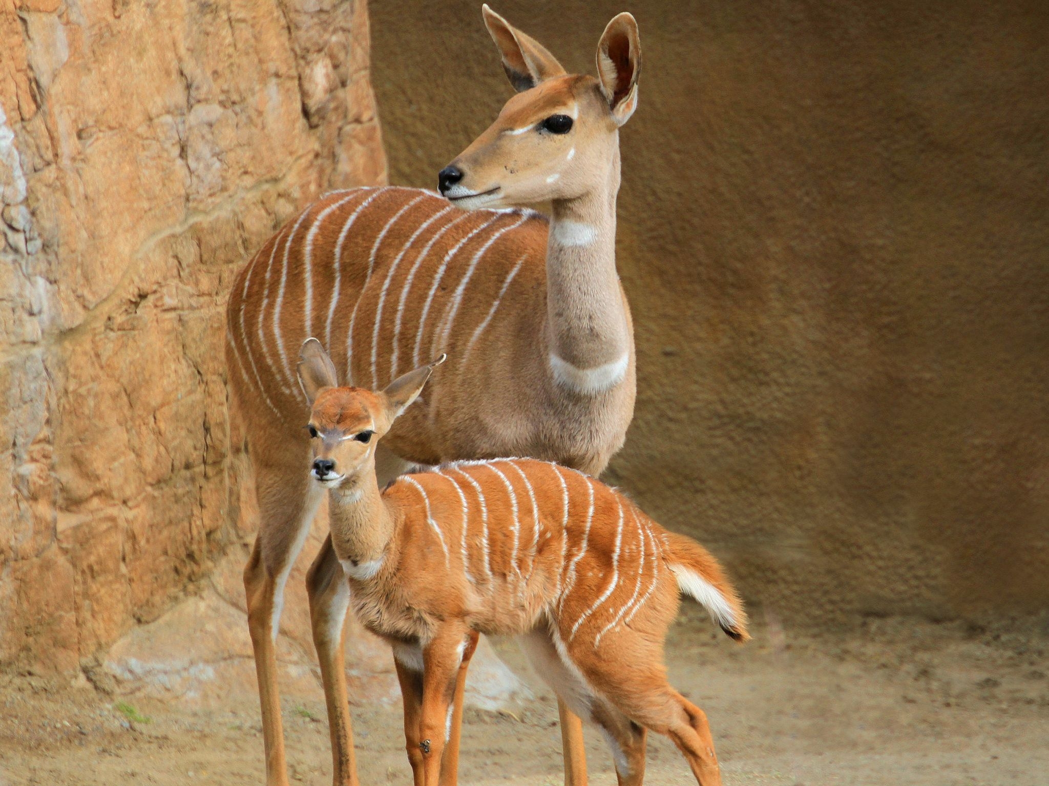 android stroll, animals, young, couple, pair, joey, small kudu
