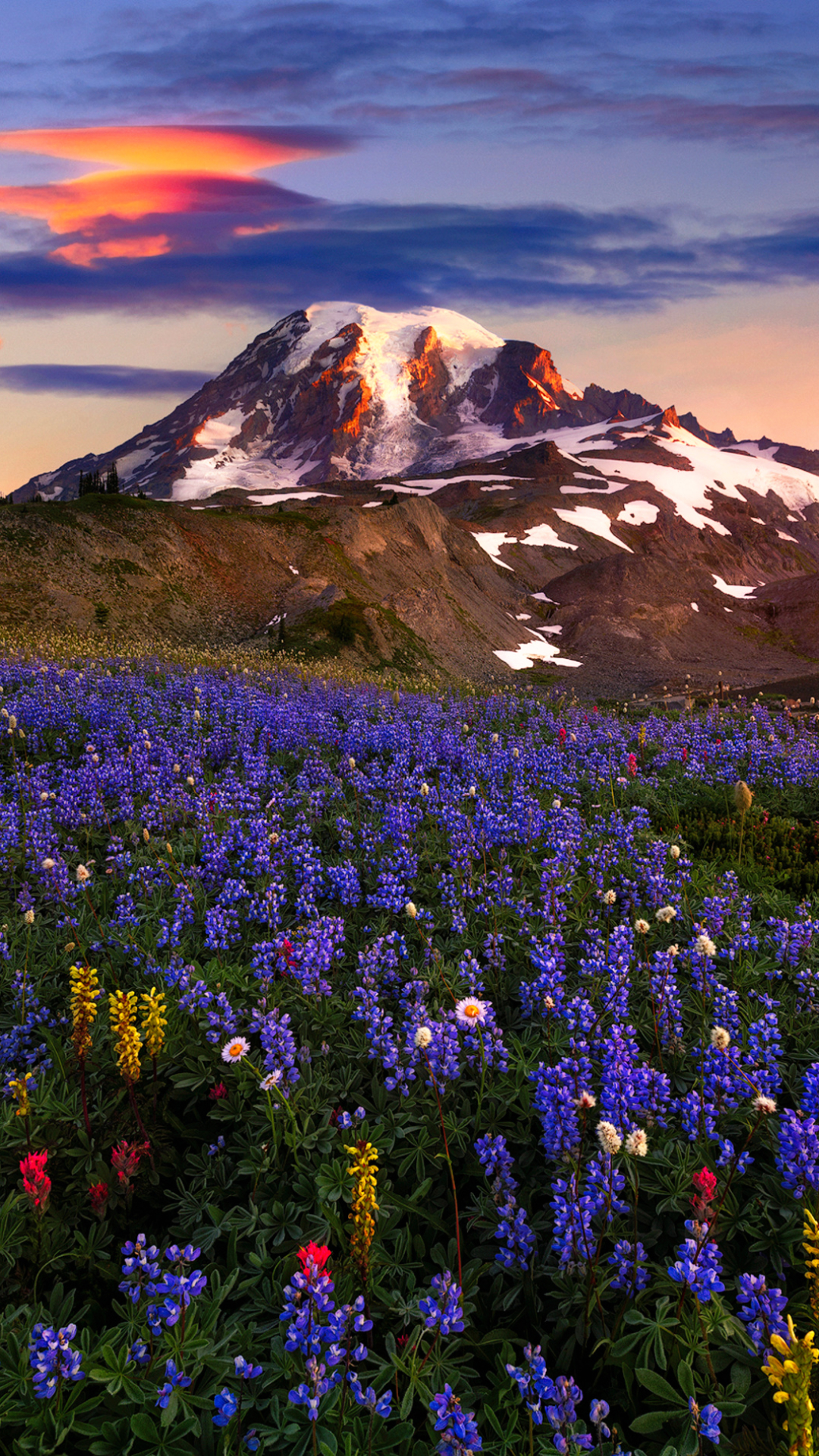 Download mobile wallpaper Nature, Mountain, Earth, Meadow, Purple Flower, Wildflower for free.