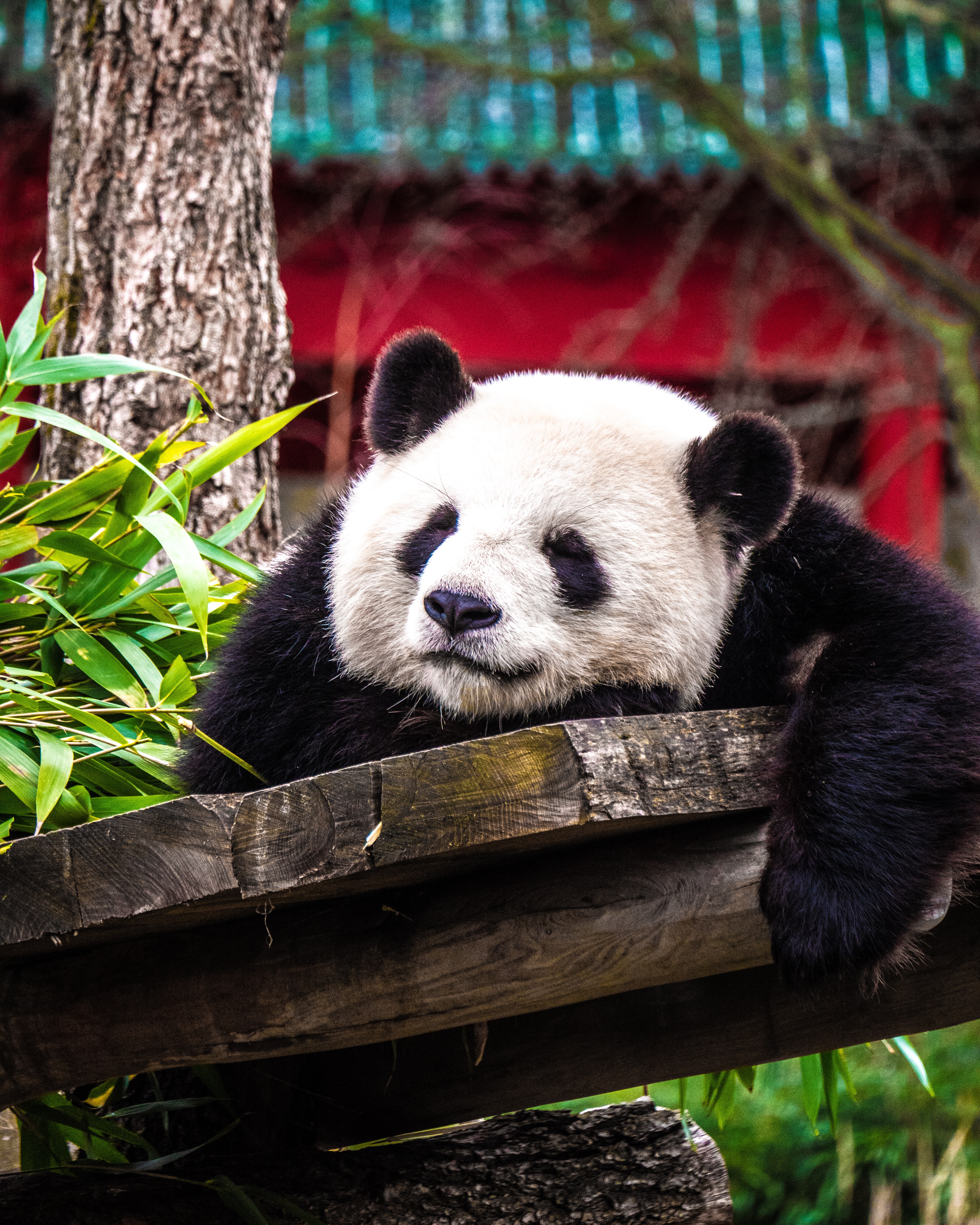 145404 télécharger le fond d'écran panda, animaux, animal, agréable, chéri, dormir, rêve - économiseurs d'écran et images gratuitement