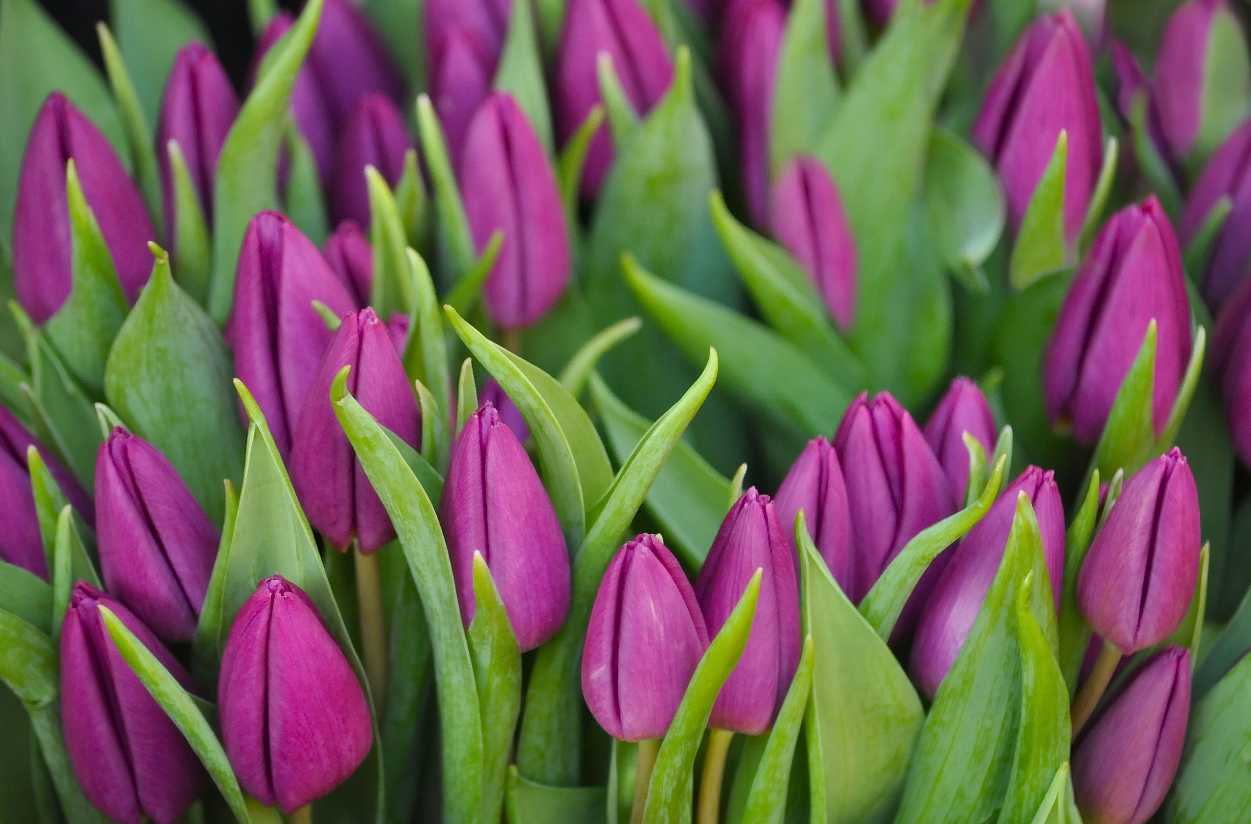 greens, bouquet, buds, lilac, flowers, tulips, purple
