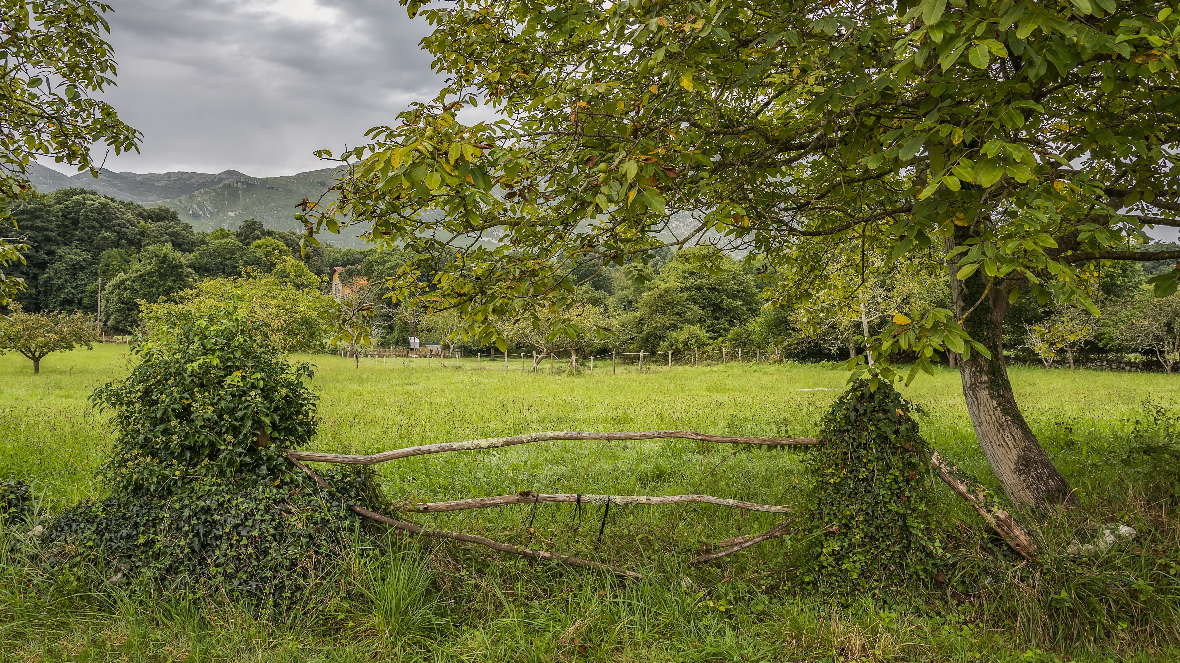 Téléchargez des papiers peints mobile Été, Arbre, La Nature, Terre/nature gratuitement.