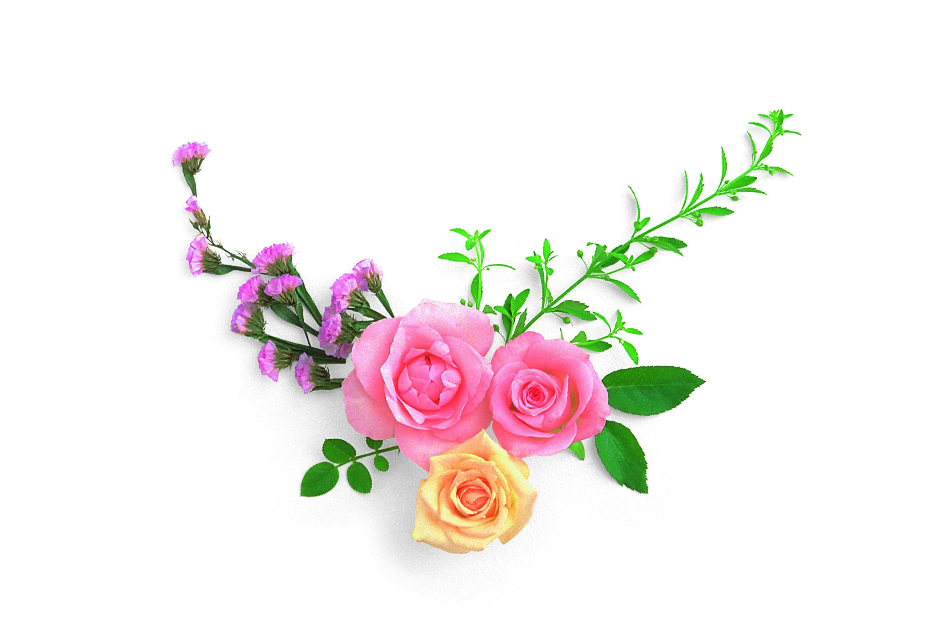 無料モバイル壁紙装飾, 花, 薔薇, カラフル, 芸術的, ピンクの花をダウンロードします。