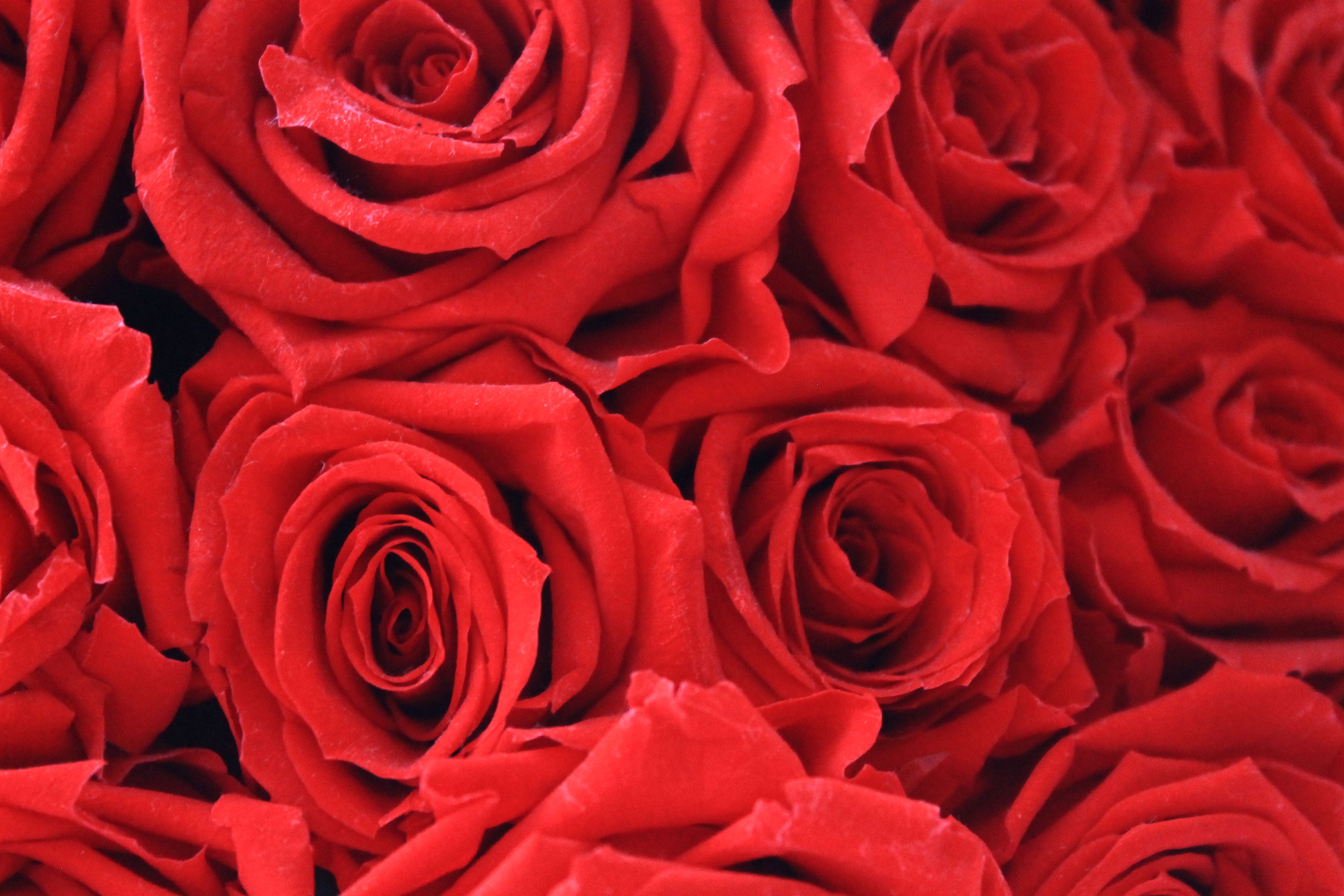 無料モバイル壁紙フラワーズ, 花, 薔薇, 地球, 赤いバラ, 赤い花をダウンロードします。