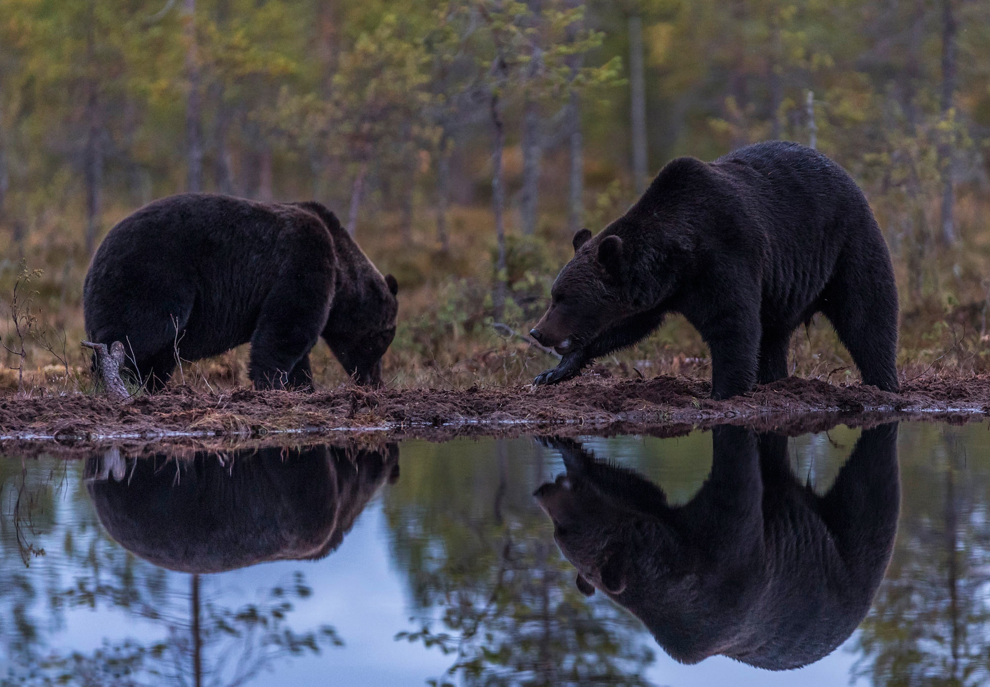 Download mobile wallpaper Bears, Reflection, Bear, Animal for free.