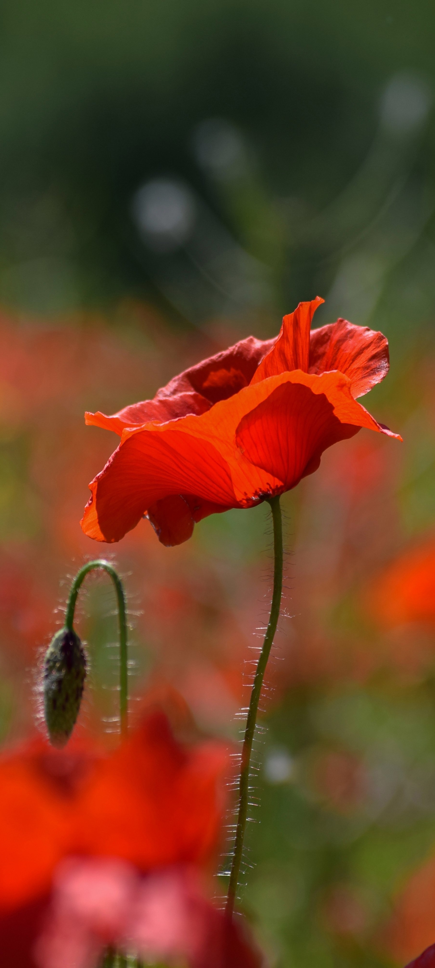 Baixe gratuitamente a imagem Flores, Flor Vermelha, Terra/natureza, Papoila na área de trabalho do seu PC