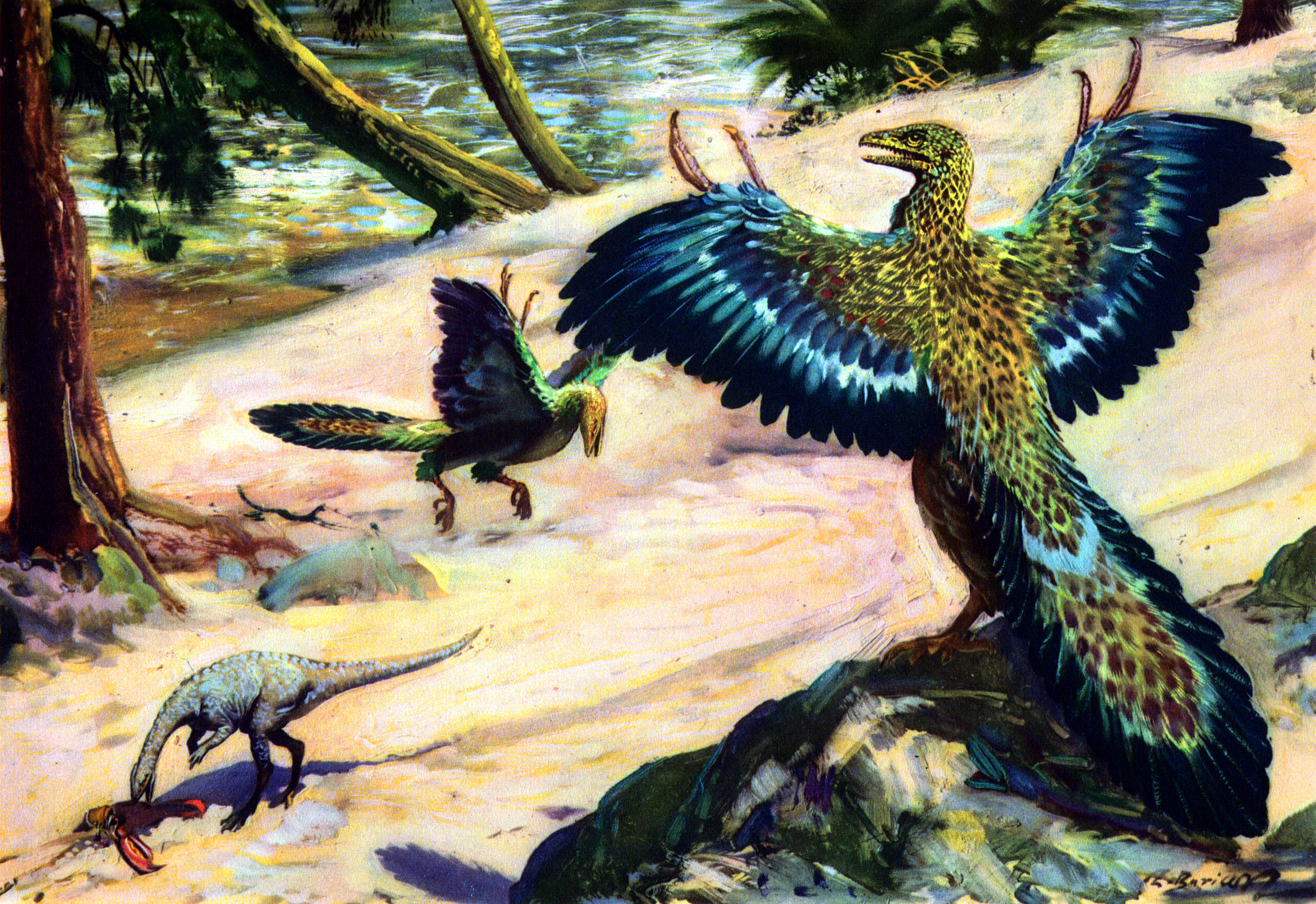 599366 Hintergrundbild herunterladen tiere, archaeopteryx - Bildschirmschoner und Bilder kostenlos