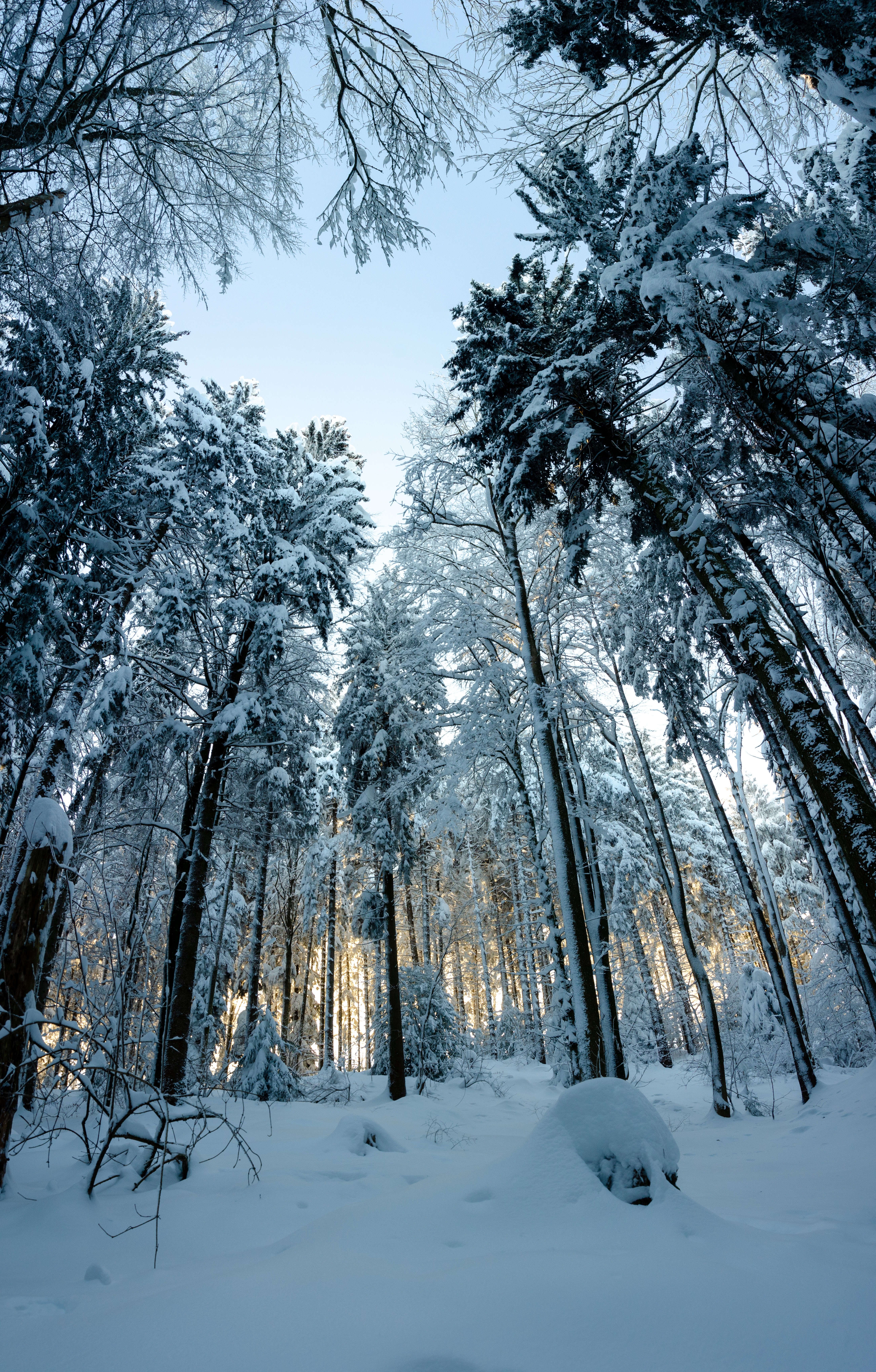 PCデスクトップに自然, 松, 積雪, 木, 森林, 森, 雪に覆われた, 雪, 冬画像を無料でダウンロード