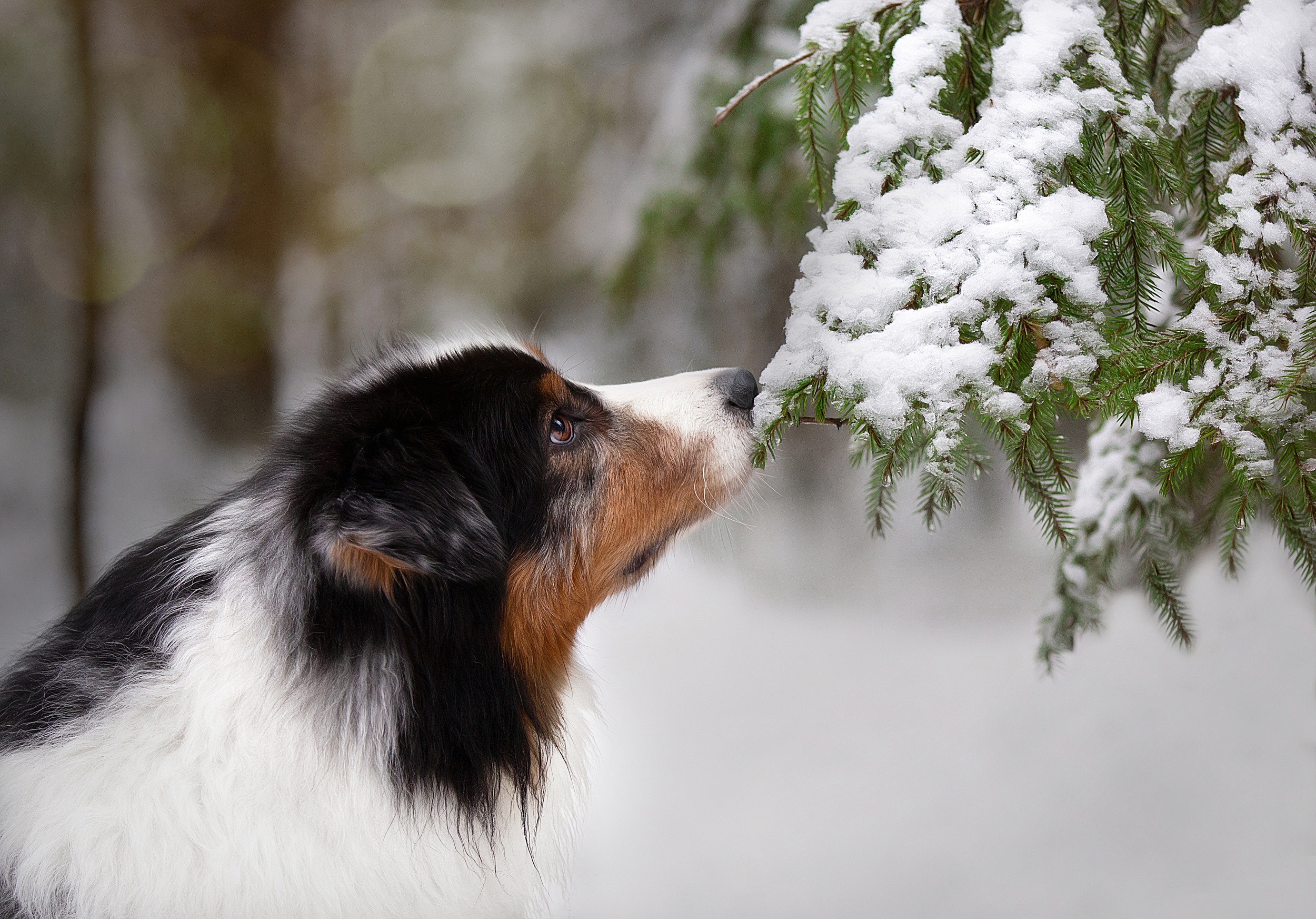 Descarga gratuita de fondo de pantalla para móvil de Animales, Invierno, Perros, Nieve, Perro.