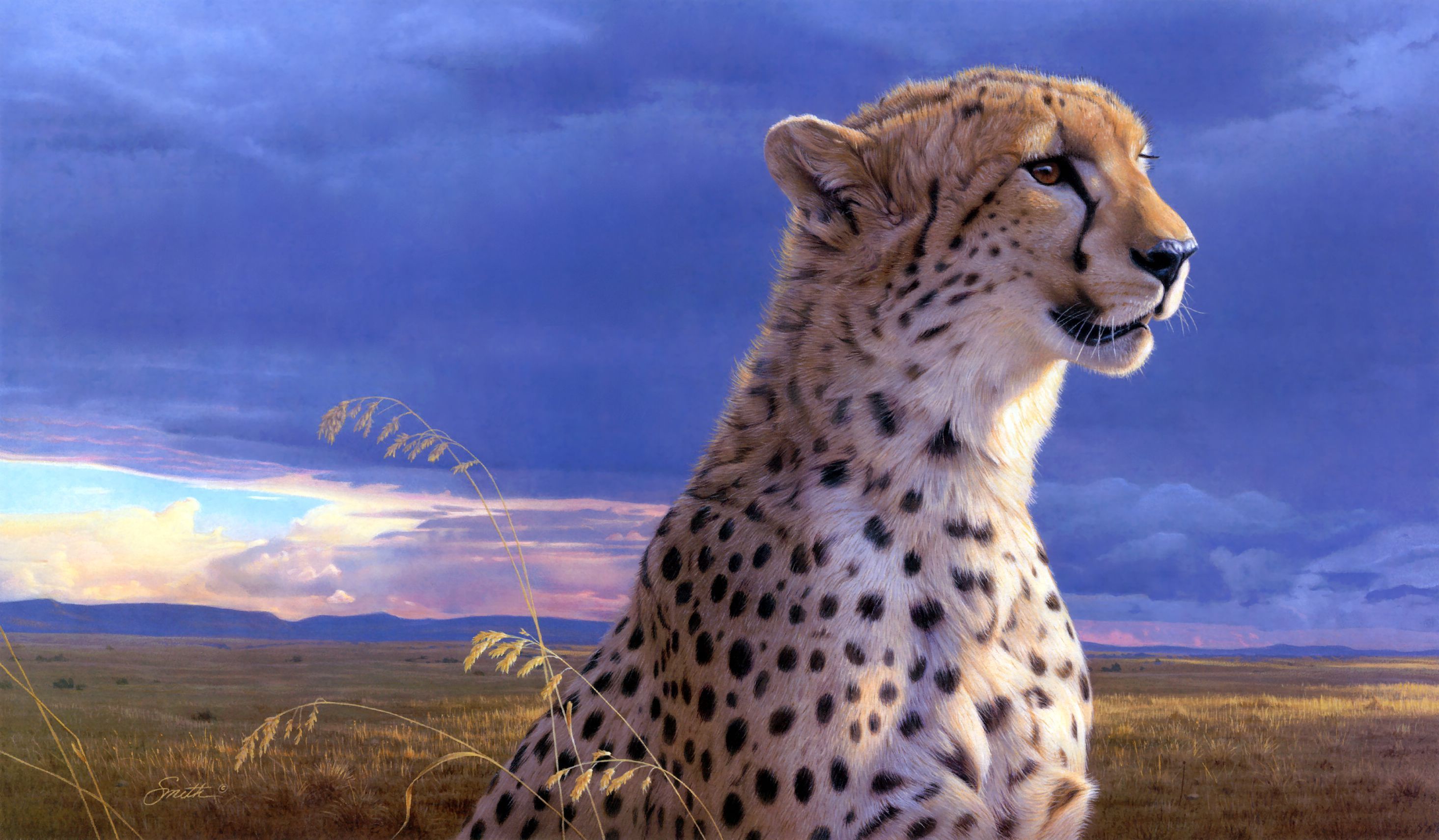 253430 завантажити картинку гепард, тварина, коти - шпалери і заставки безкоштовно