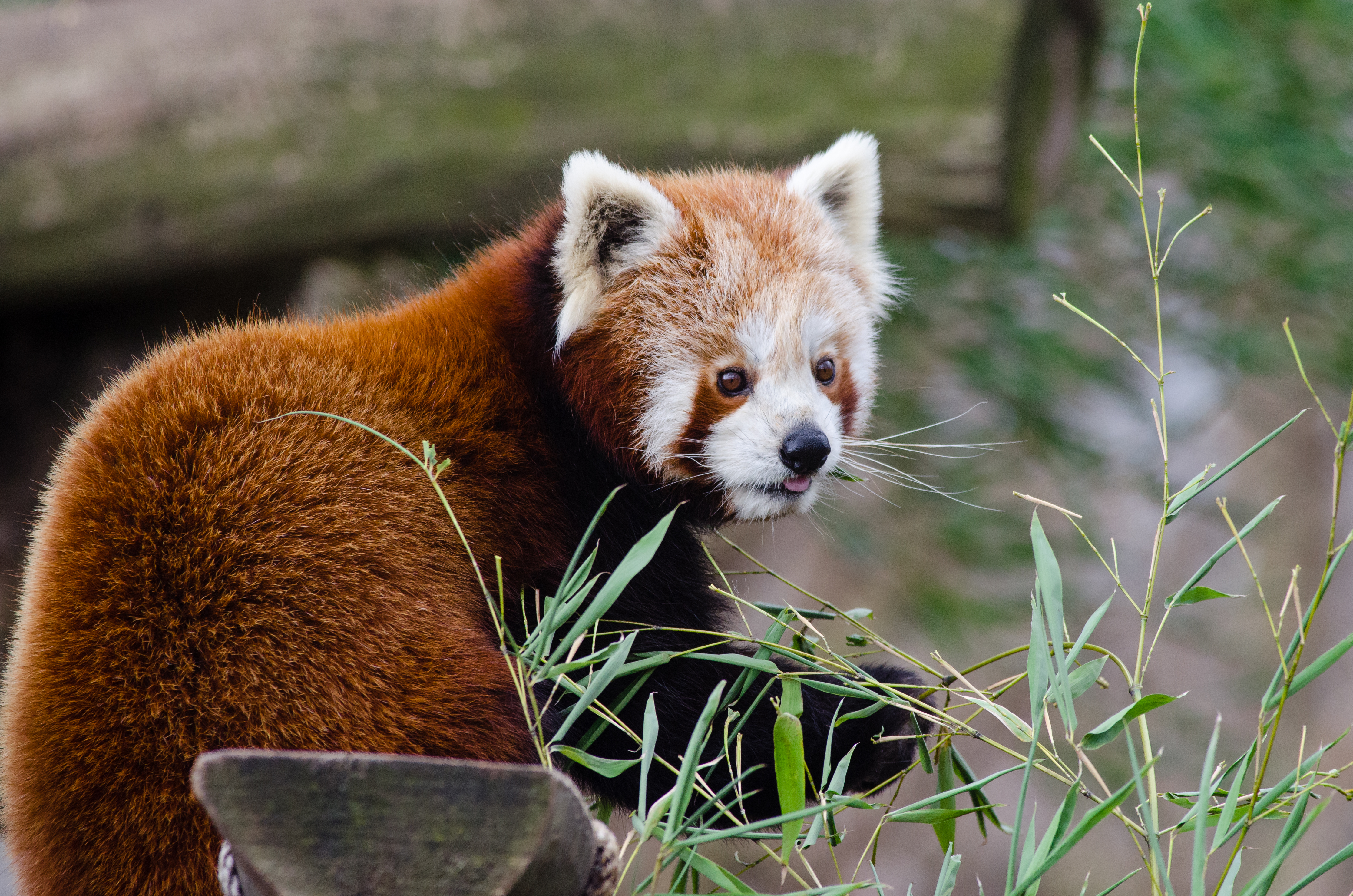 86993 скачать картинку малая панда, животные, высунутый язык, красная панда - обои и заставки бесплатно