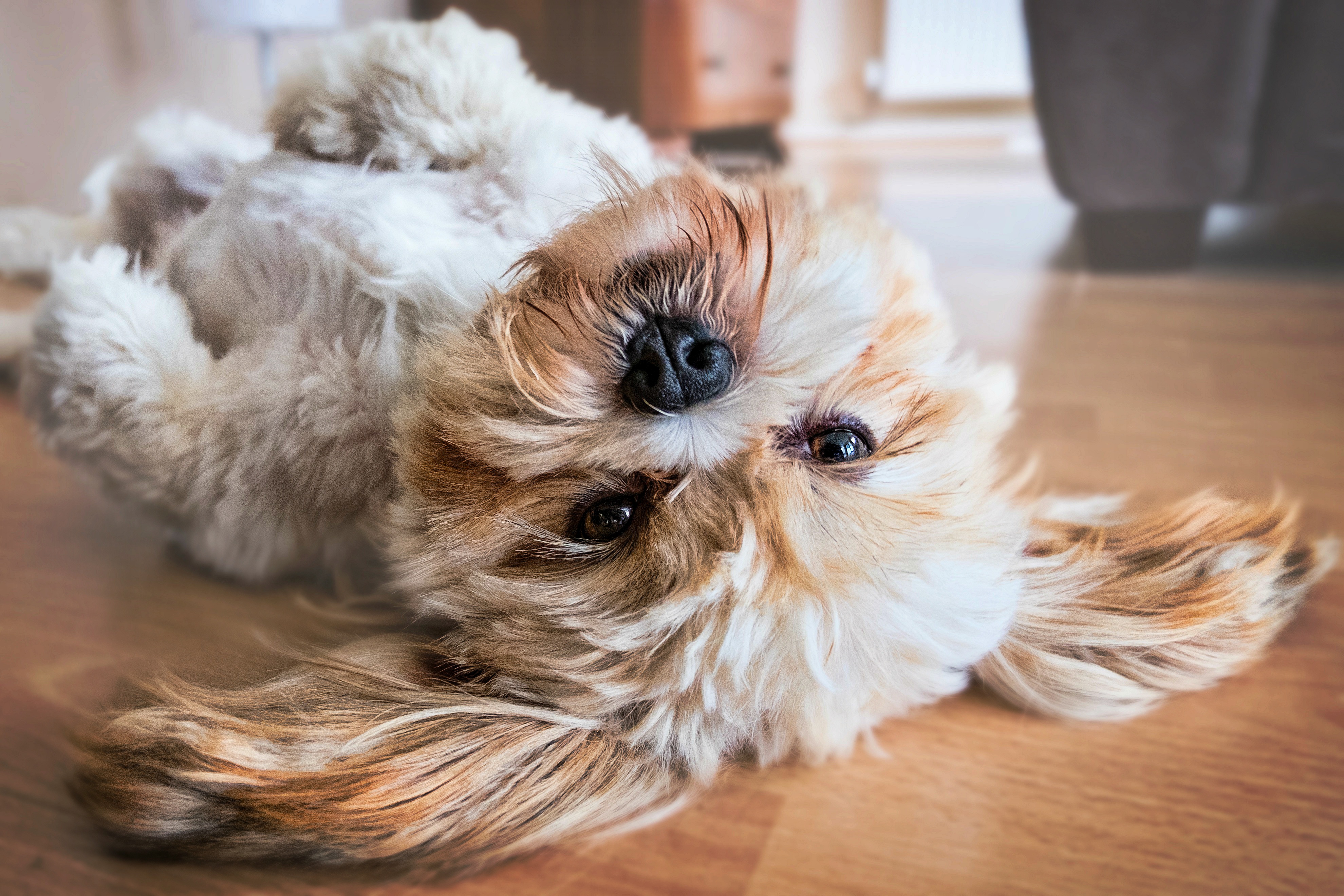 Baixar papel de parede para celular de Cães, Cão, Animais gratuito.