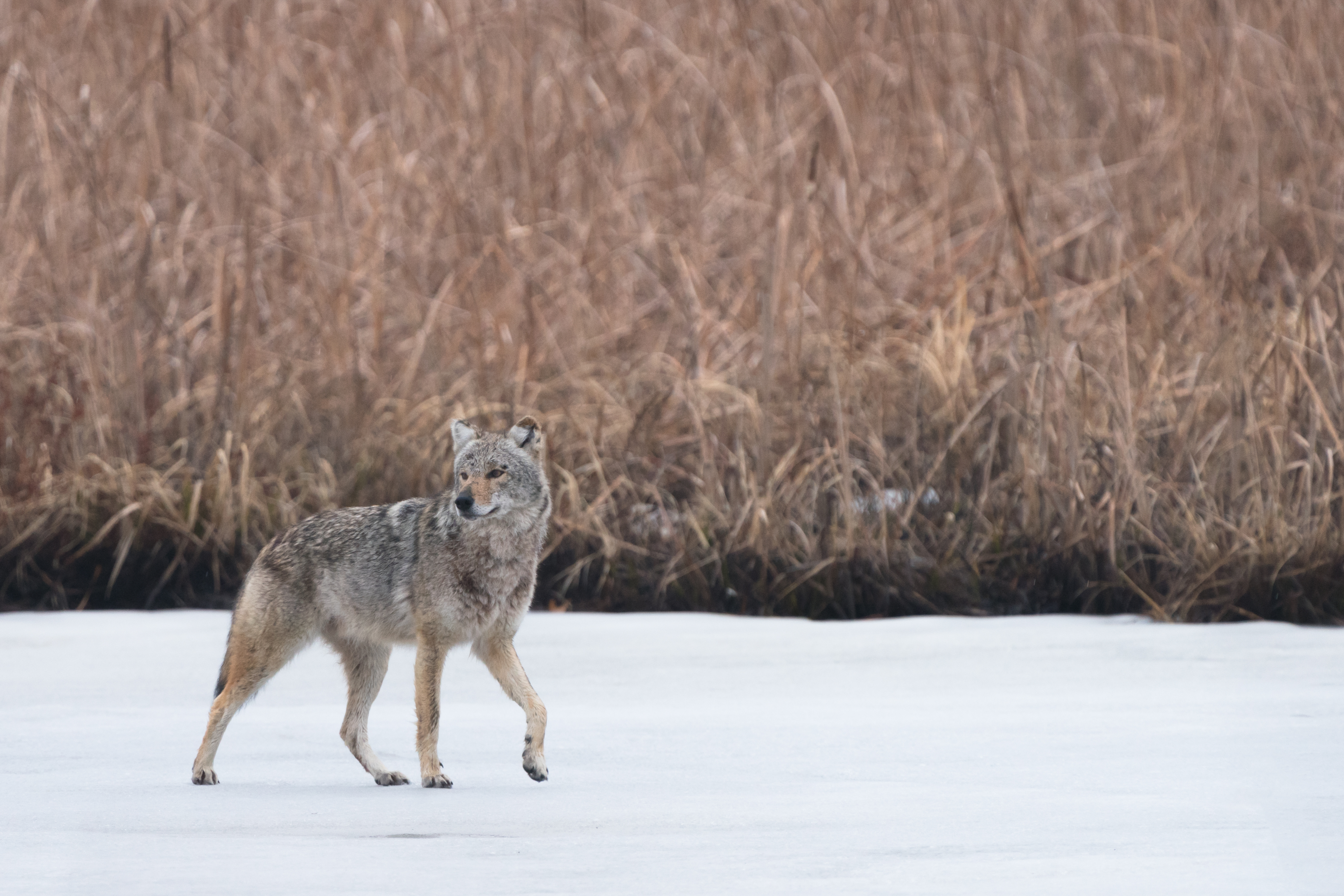 coyote, animals, snow, grey, wildlife, animal