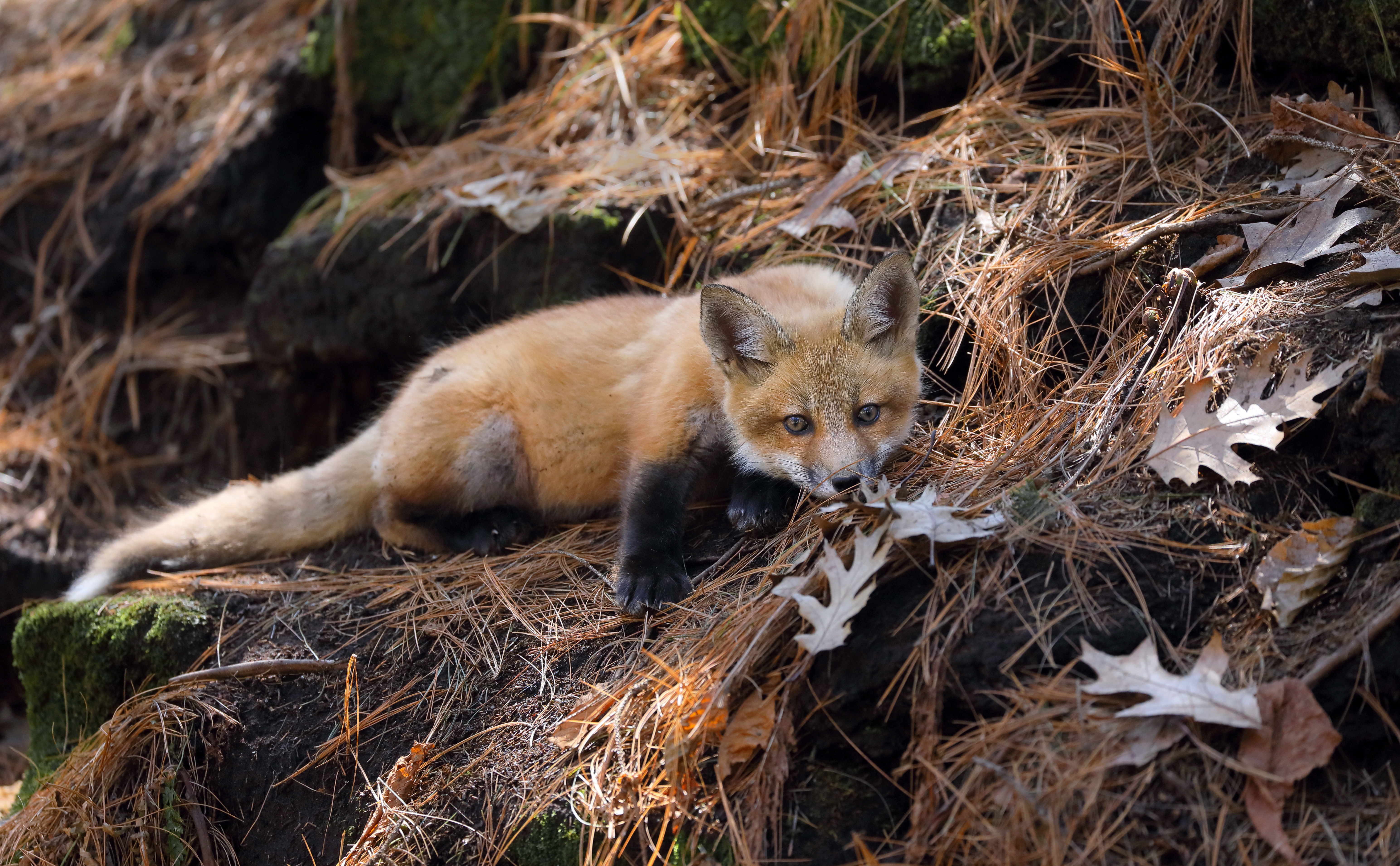 Baixe gratuitamente a imagem Animais, Raposa na área de trabalho do seu PC