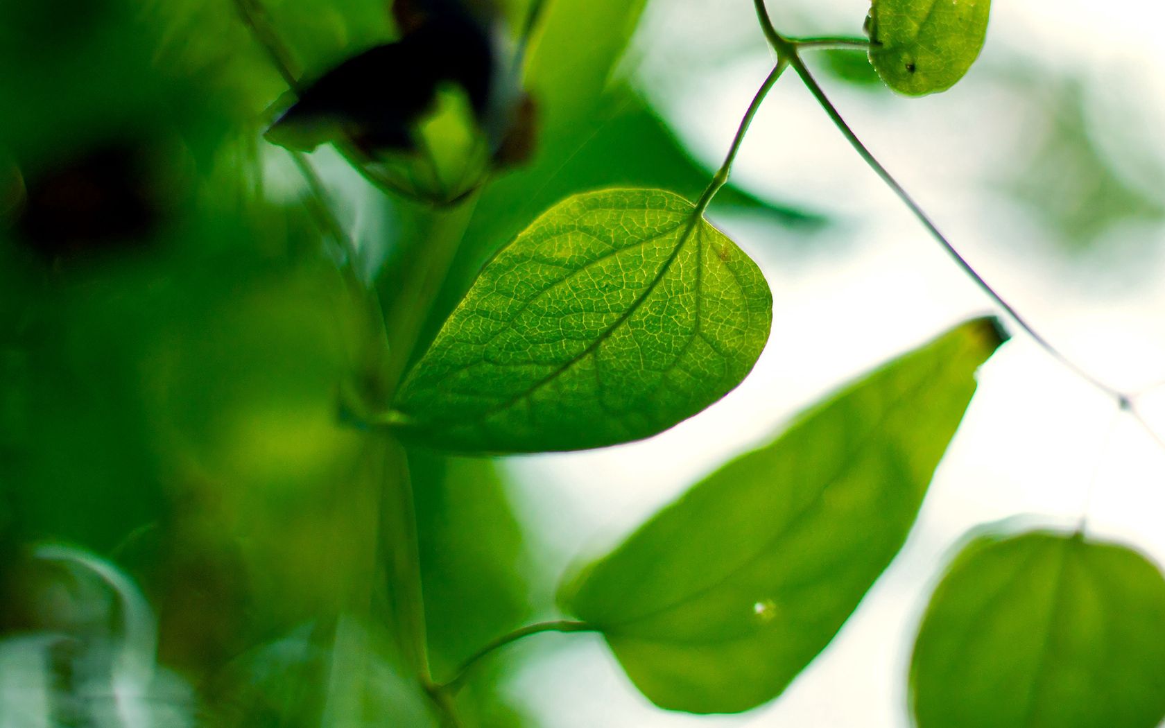 Laden Sie das Zweig, Makro, Ast, Blätter, Pflanzen-Bild kostenlos auf Ihren PC-Desktop herunter