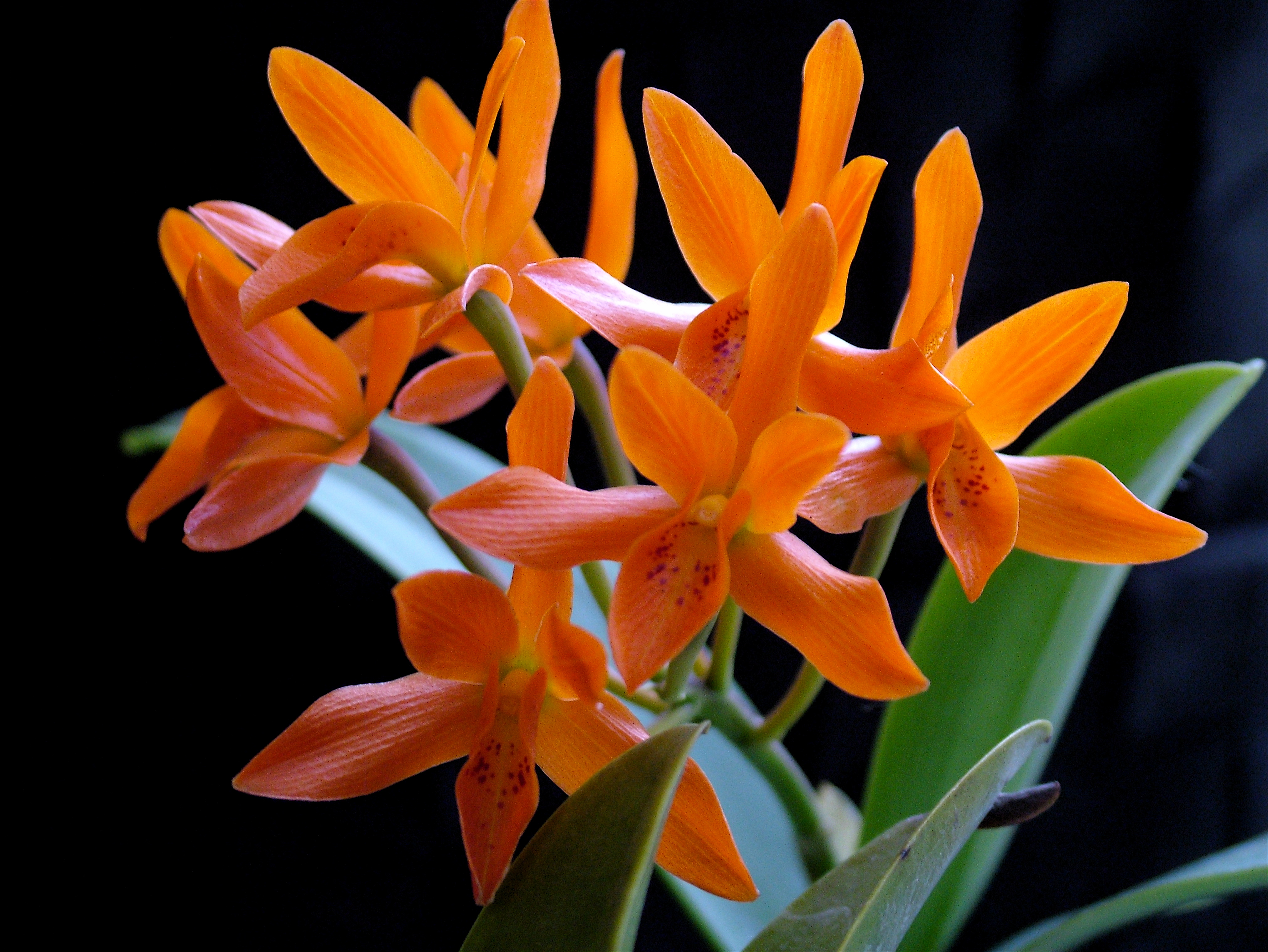 172904 Hintergrundbild herunterladen erde/natur, orchidee, blume, orangene blume, blumen - Bildschirmschoner und Bilder kostenlos