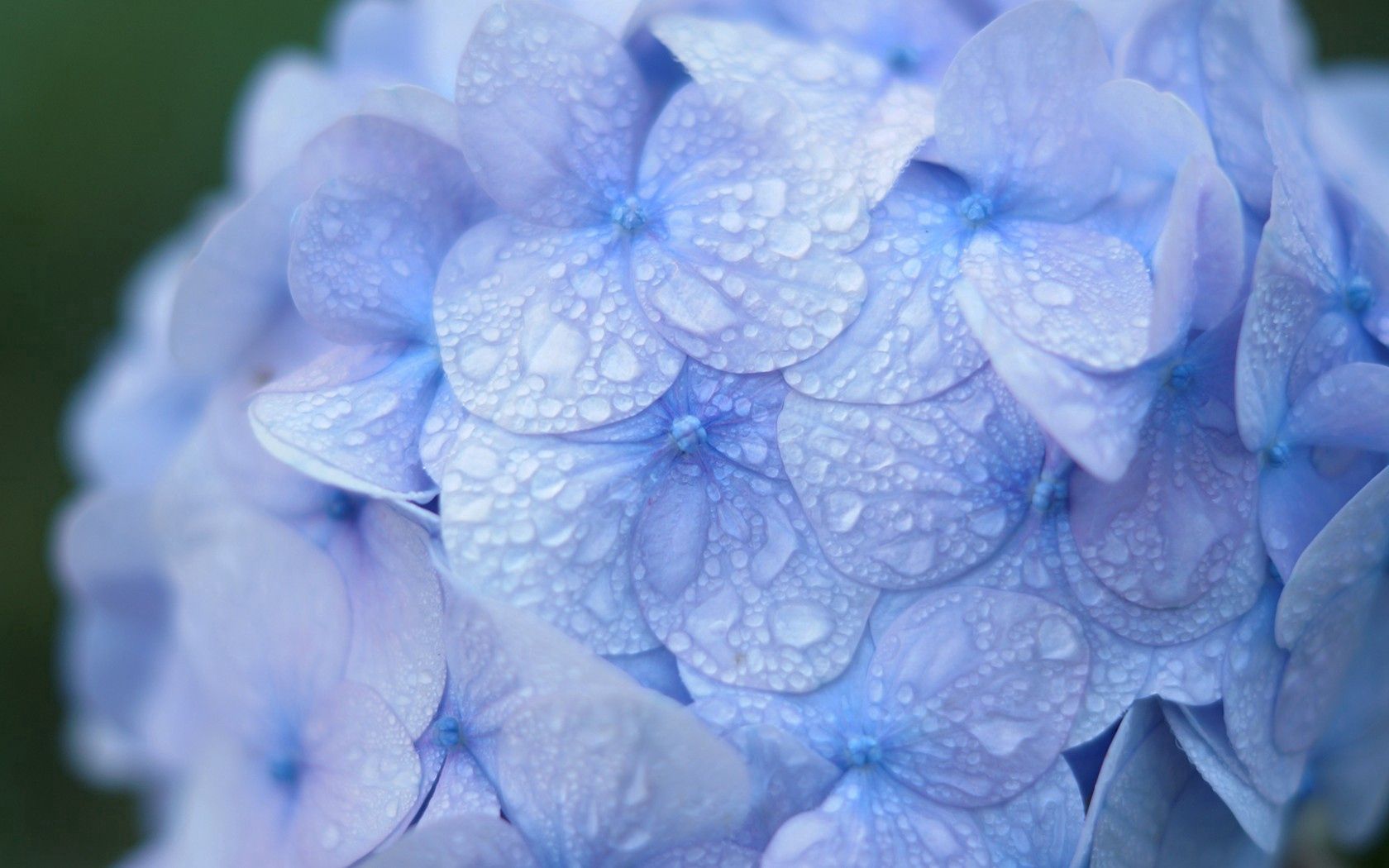 135121画像をダウンロード紫陽花, 青, 滴, 大きい, マクロ, 青い, 露, あじさい, 花序-壁紙とスクリーンセーバーを無料で