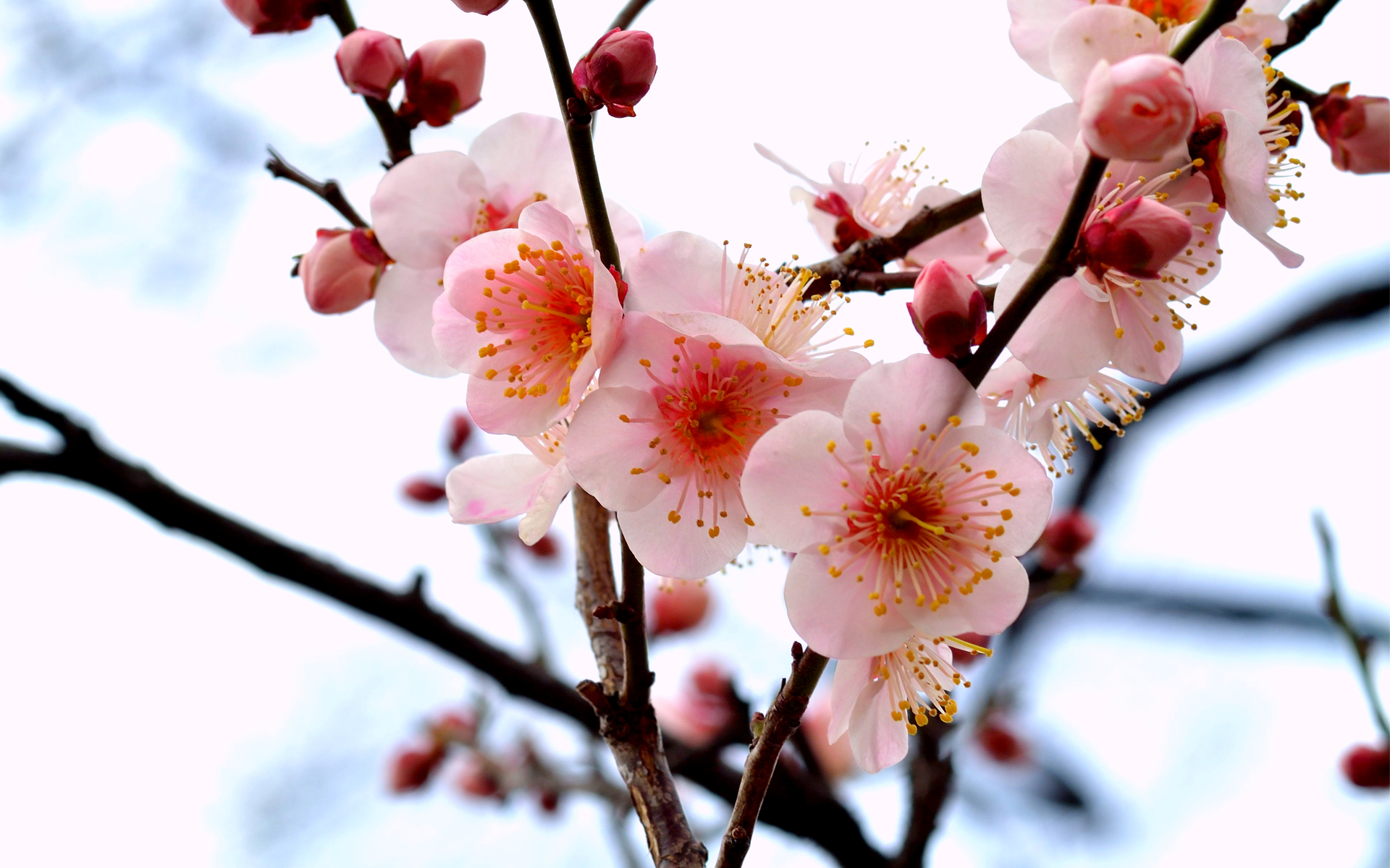 無料モバイル壁紙花, 地球をダウンロードします。