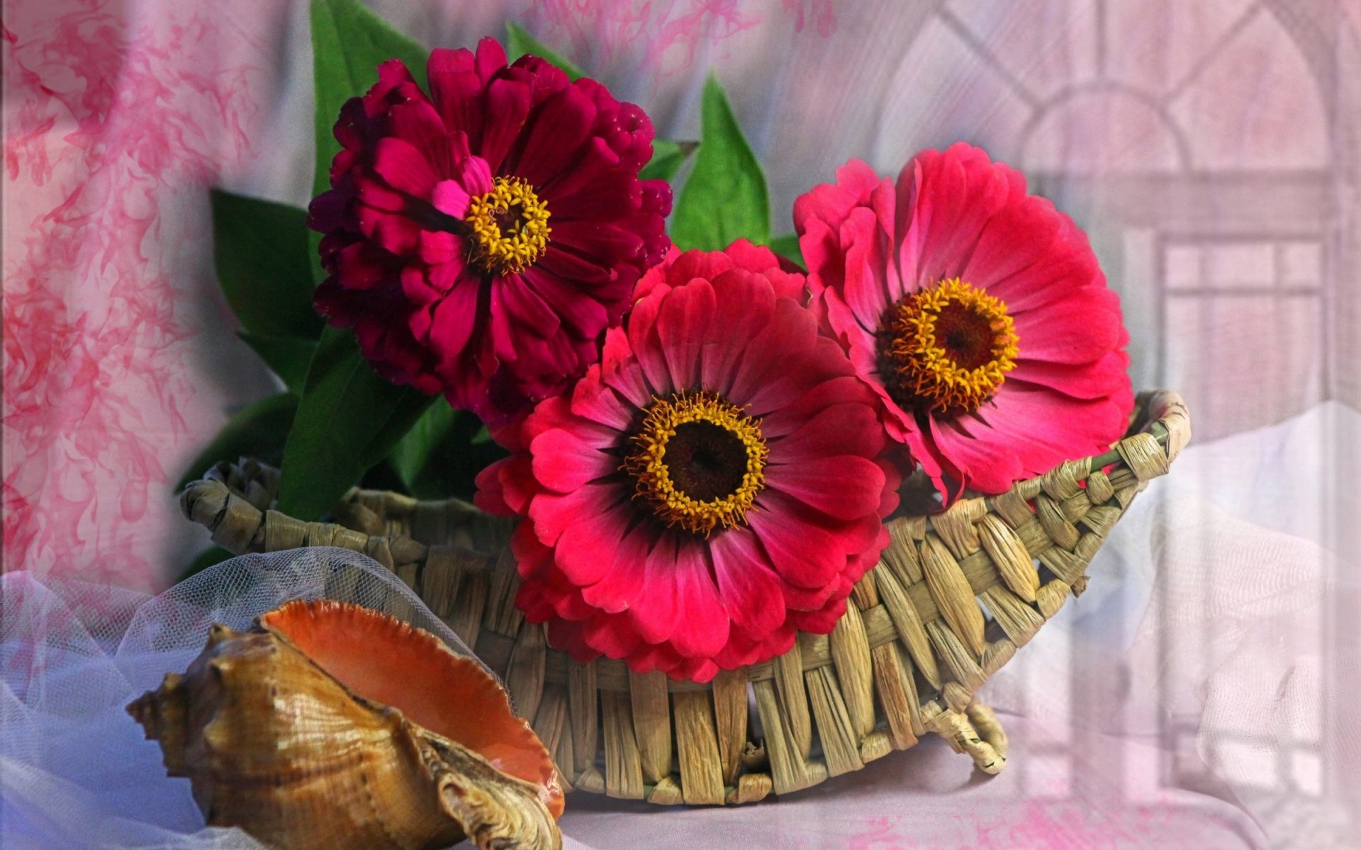 Téléchargez gratuitement l'image Fleur, Photographie, Corbeille, Fleur Rose, Nature Morte, Coquillage, Zinnea sur le bureau de votre PC