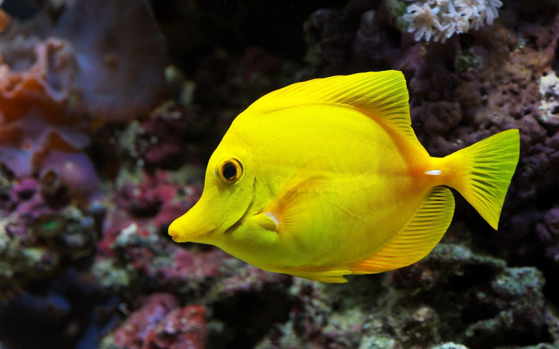 123910 télécharger l'image monde sous marin, nager, animaux, belle, beau, un poisson, poisson, sous marin - fonds d'écran et économiseurs d'écran gratuits