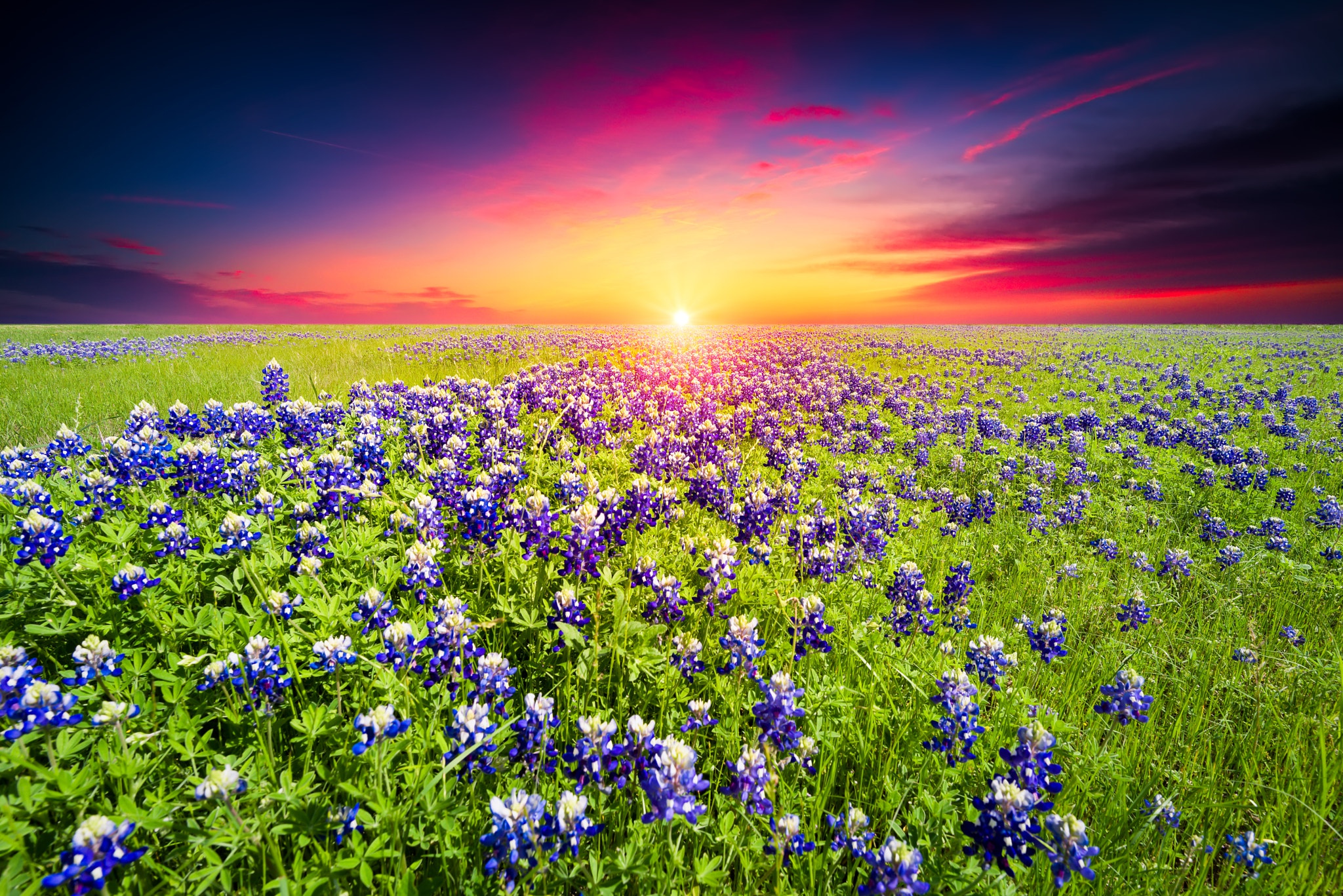 Download mobile wallpaper Sunset, Sky, Summer, Flower, Earth, Field, Meadow, Lupine for free.