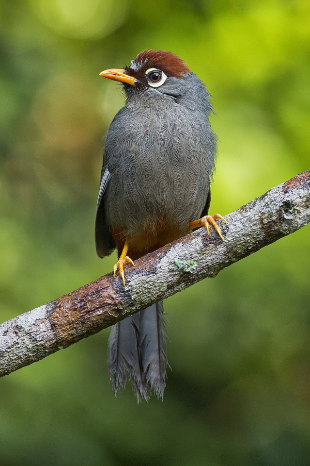 Descarga gratuita de fondo de pantalla para móvil de Ave, Aves, Animales.