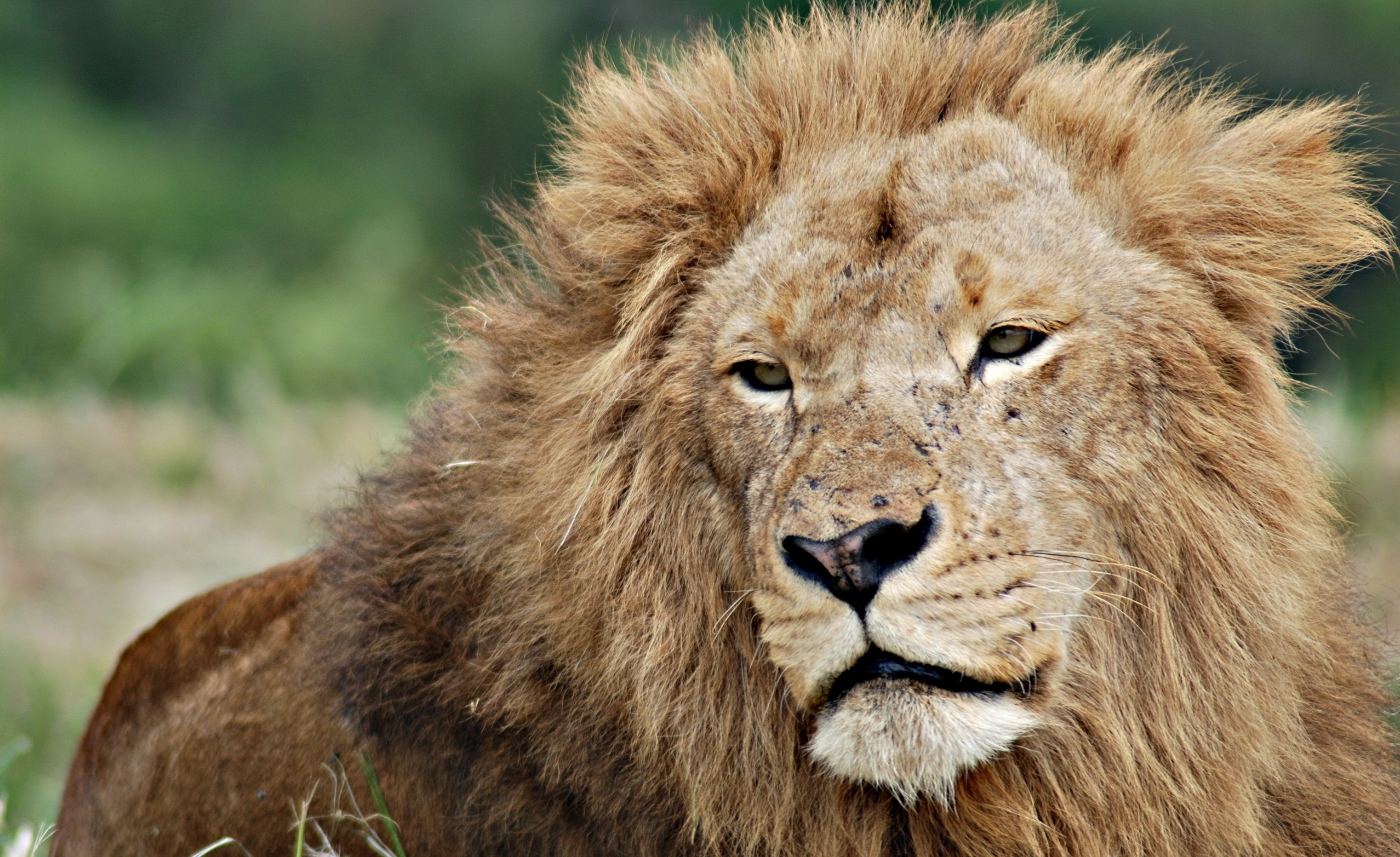 wallpapers animals, muzzle, lion, sight, opinion, mane, king of beasts, king of the beasts
