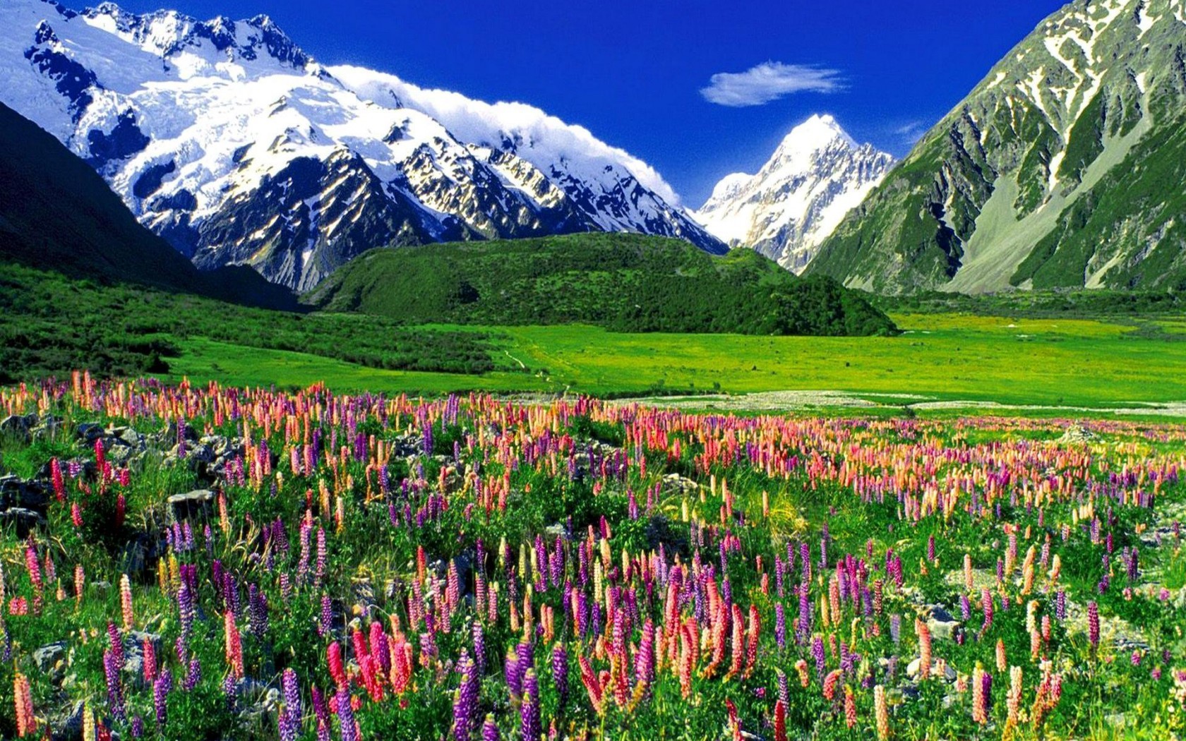 738262壁紙のダウンロード地球, 風景, 花, 草, ルパン, 山, ニュージーランド, 雪-スクリーンセーバーと写真を無料で