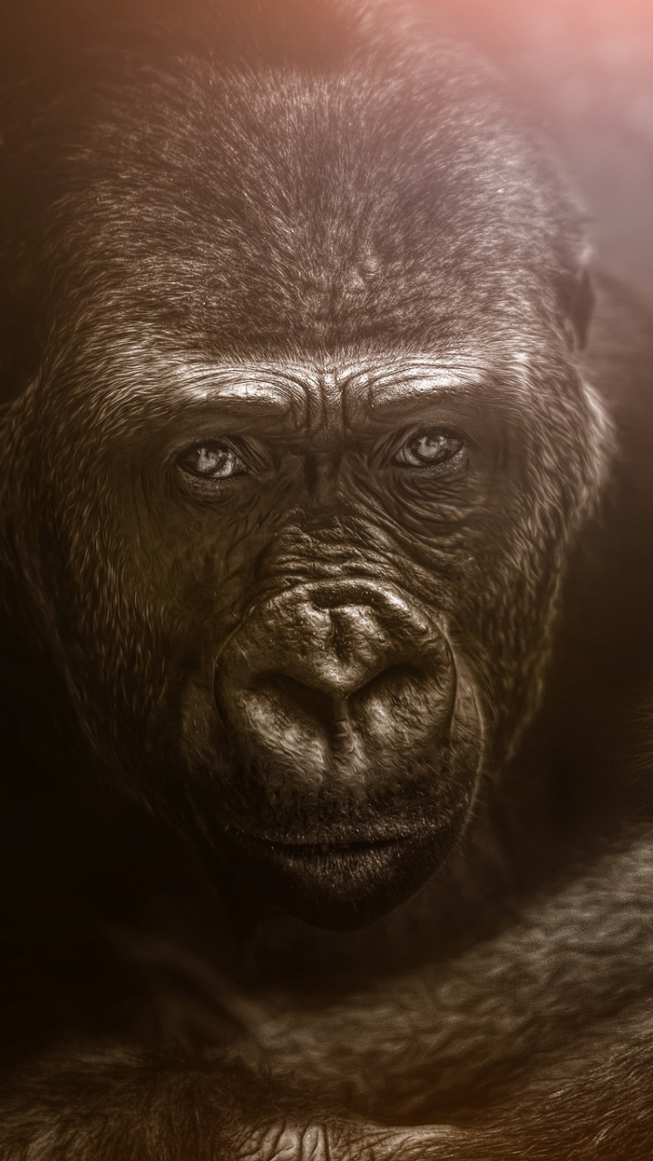 Descarga gratuita de fondo de pantalla para móvil de Animales, Monos, Gorila, Mono, Primate.