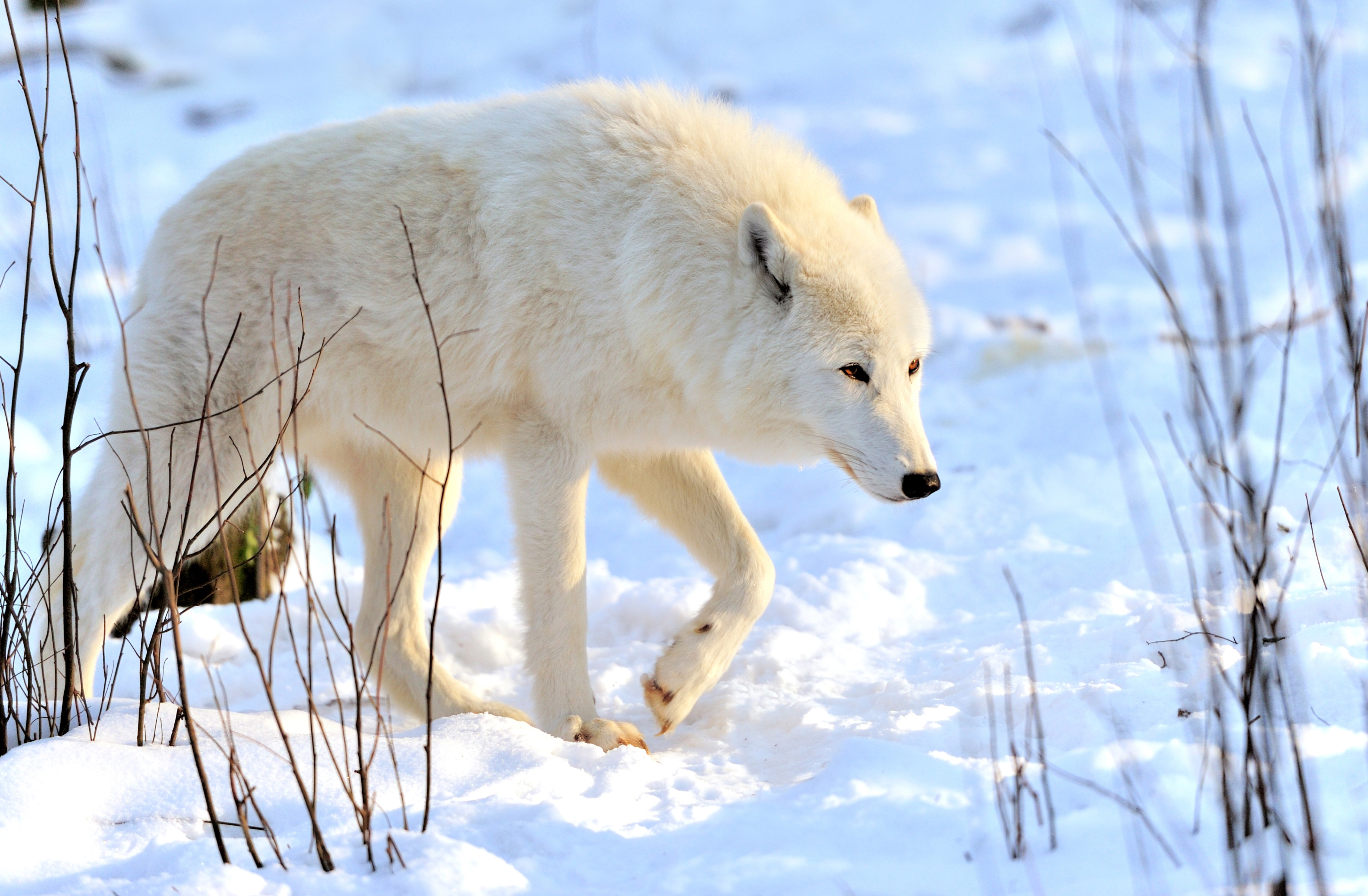 Descarga gratuita de fondo de pantalla para móvil de Animales, Invierno, Nieve, Lobo, Wolves.