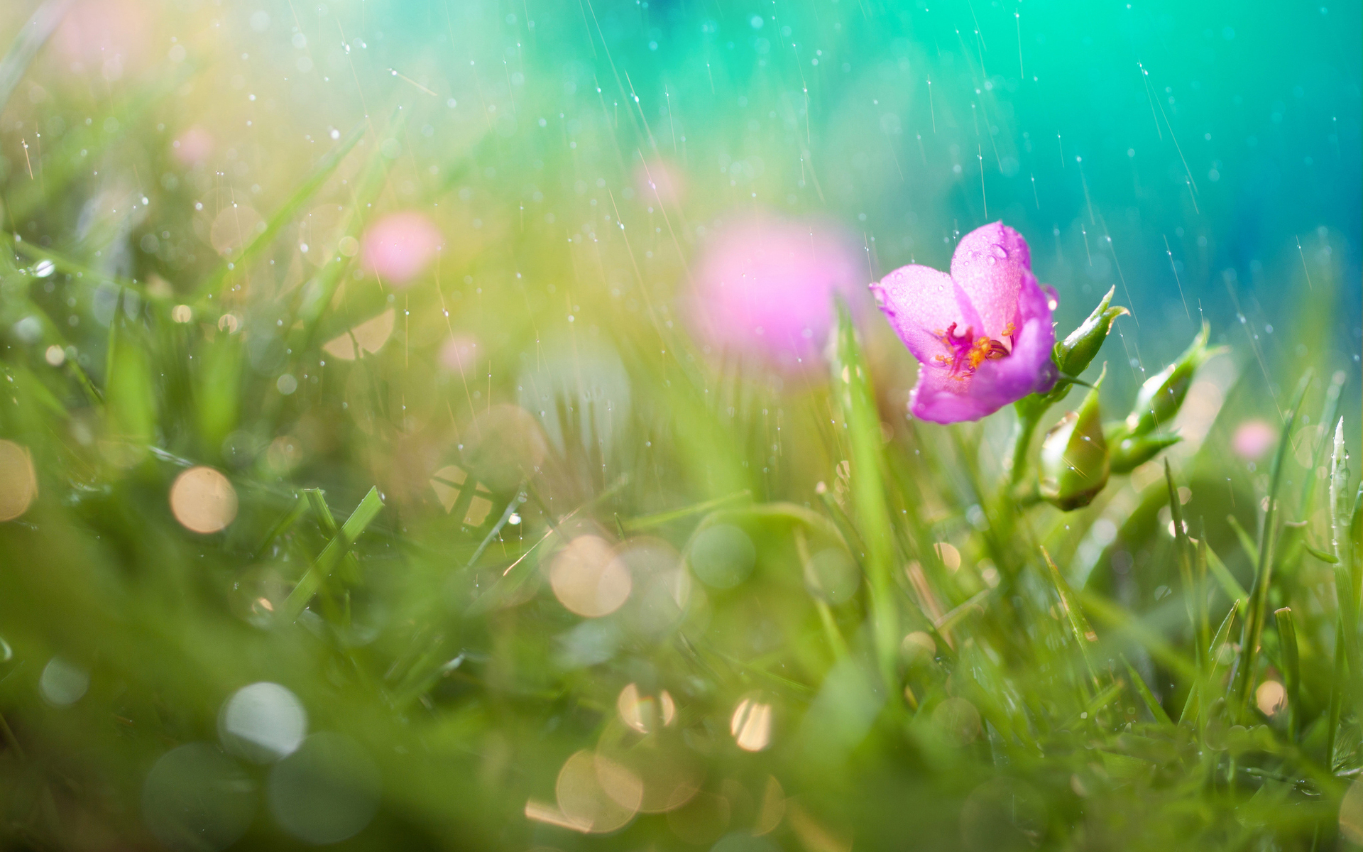 Descarga gratis la imagen Flor, Tierra/naturaleza en el escritorio de tu PC