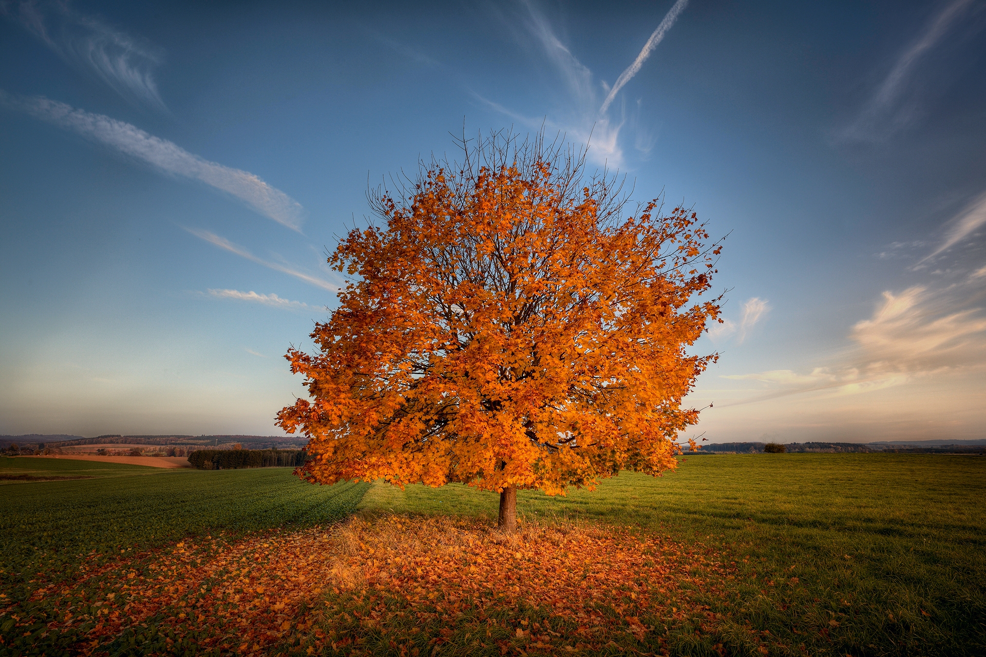 Скачать картинку Деревья, Осень, Дерево, Поле, Земля/природа, Оранжевый Цвет) в телефон бесплатно.
