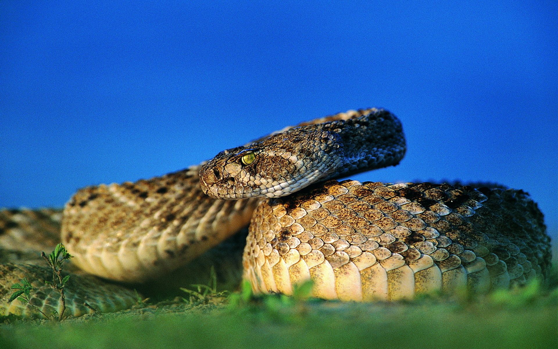 animals, blur, smooth, snake, scales, scale, eye
