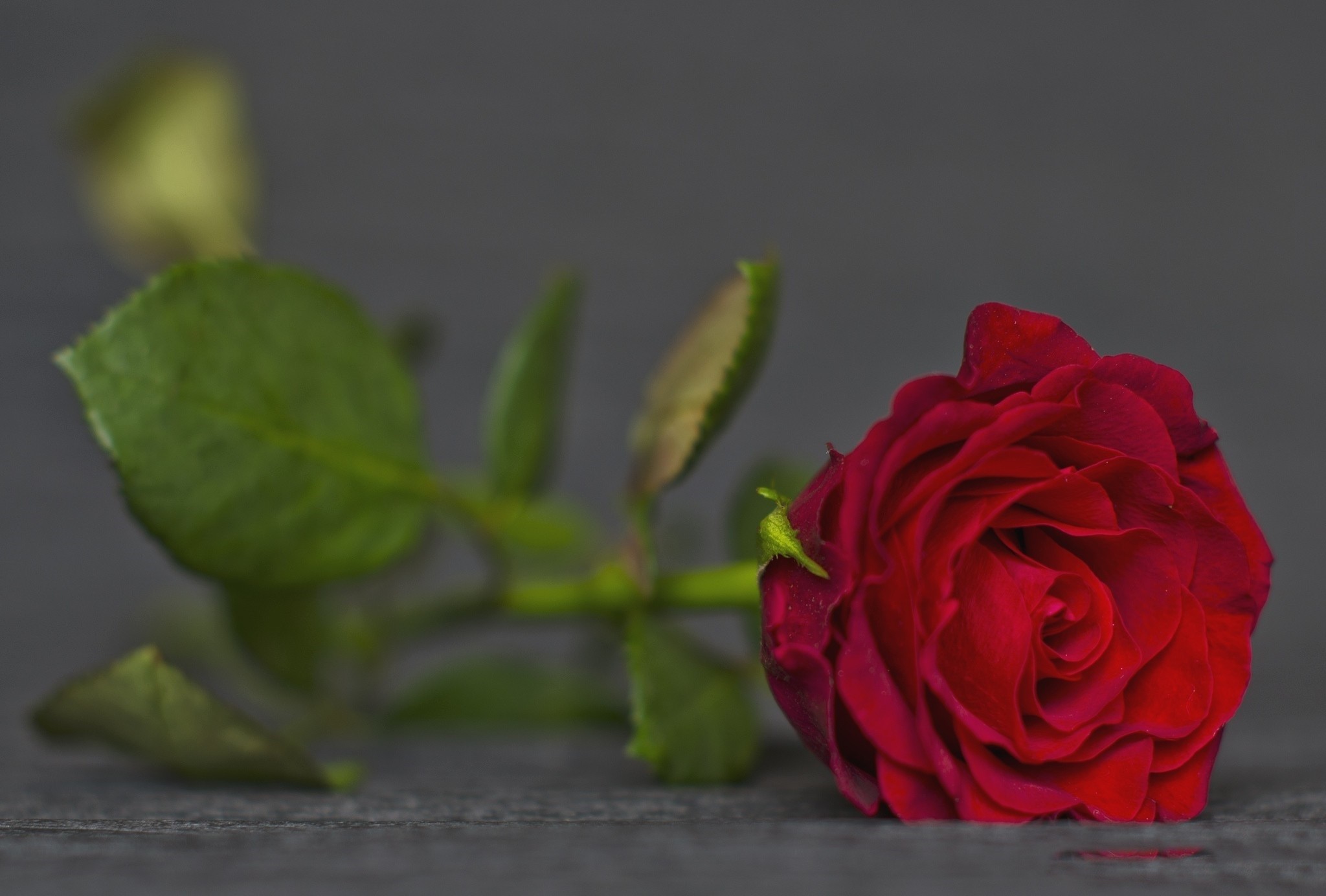 Baixar papel de parede para celular de Flores, Rosa, Flor, Rosa Vermelha, Terra/natureza gratuito.