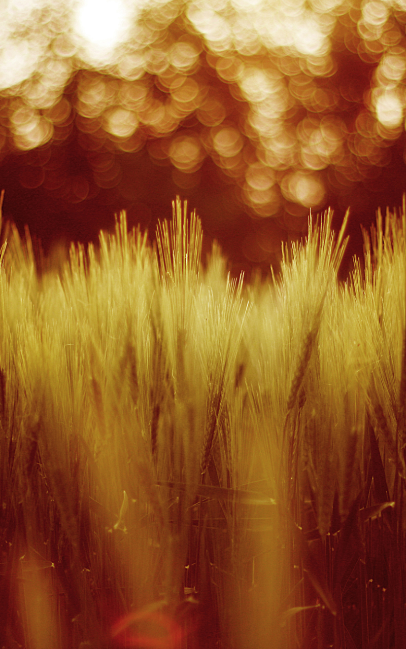 Download mobile wallpaper Nature, Wheat, Plant, Fall, Earth, Bokeh for free.