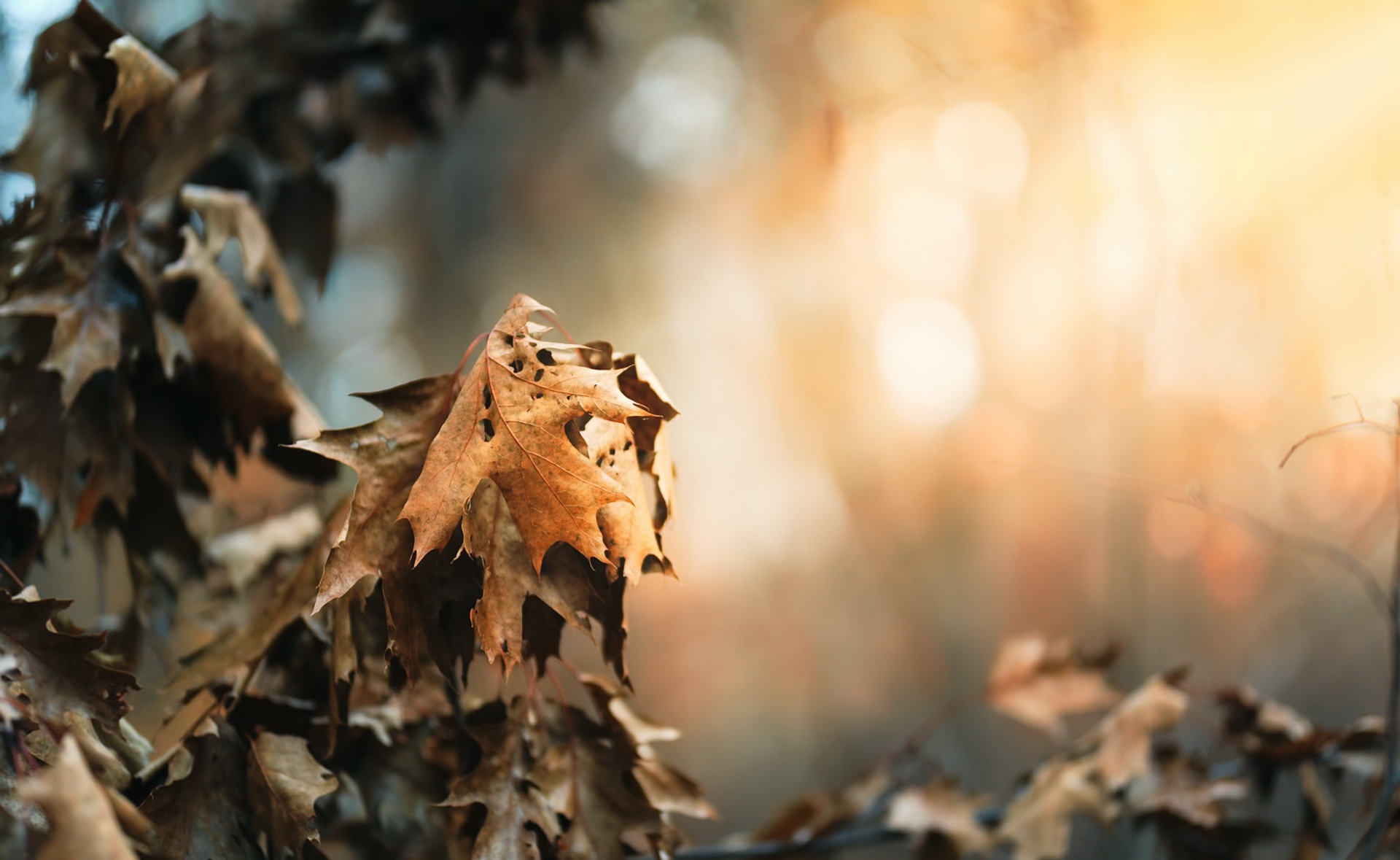 Baixe gratuitamente a imagem Outono, Folha, Bokeh, Terra/natureza na área de trabalho do seu PC