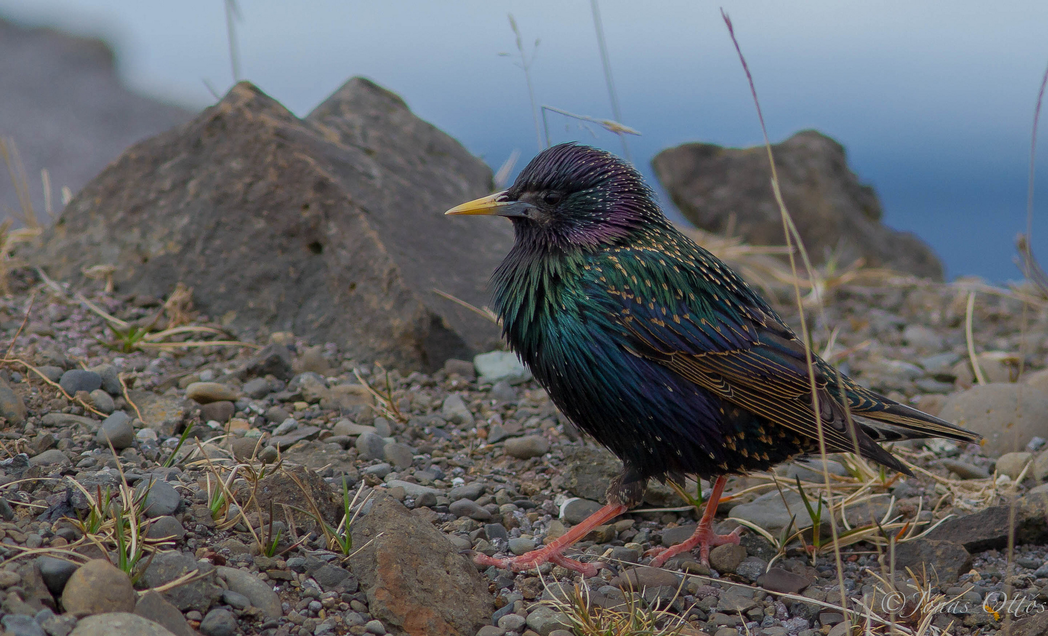 Laden Sie das Tiere, Vögel, Vogel-Bild kostenlos auf Ihren PC-Desktop herunter