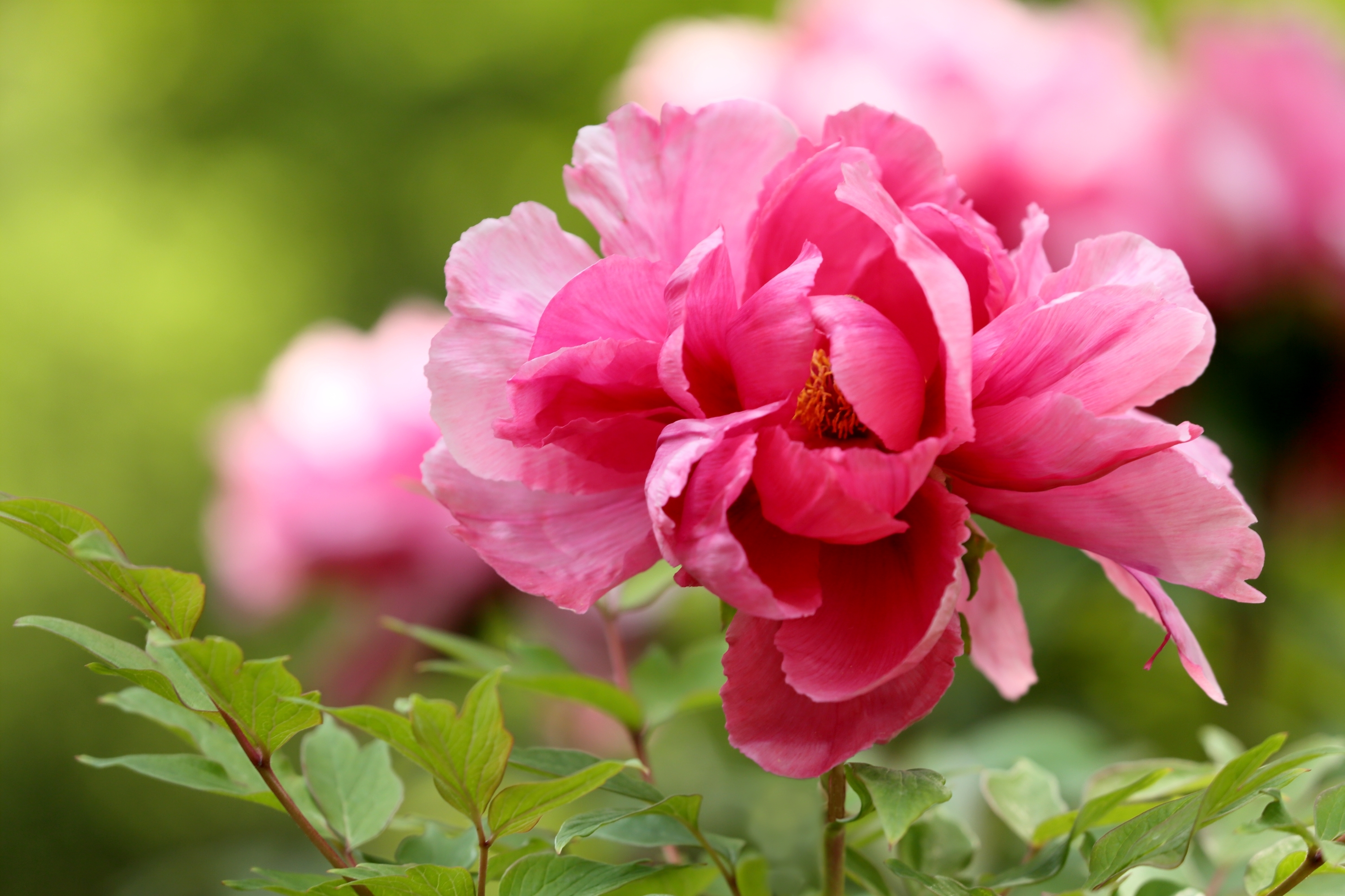 Download mobile wallpaper Nature, Flowers, Macro, Earth, Peony, Pink Flower for free.