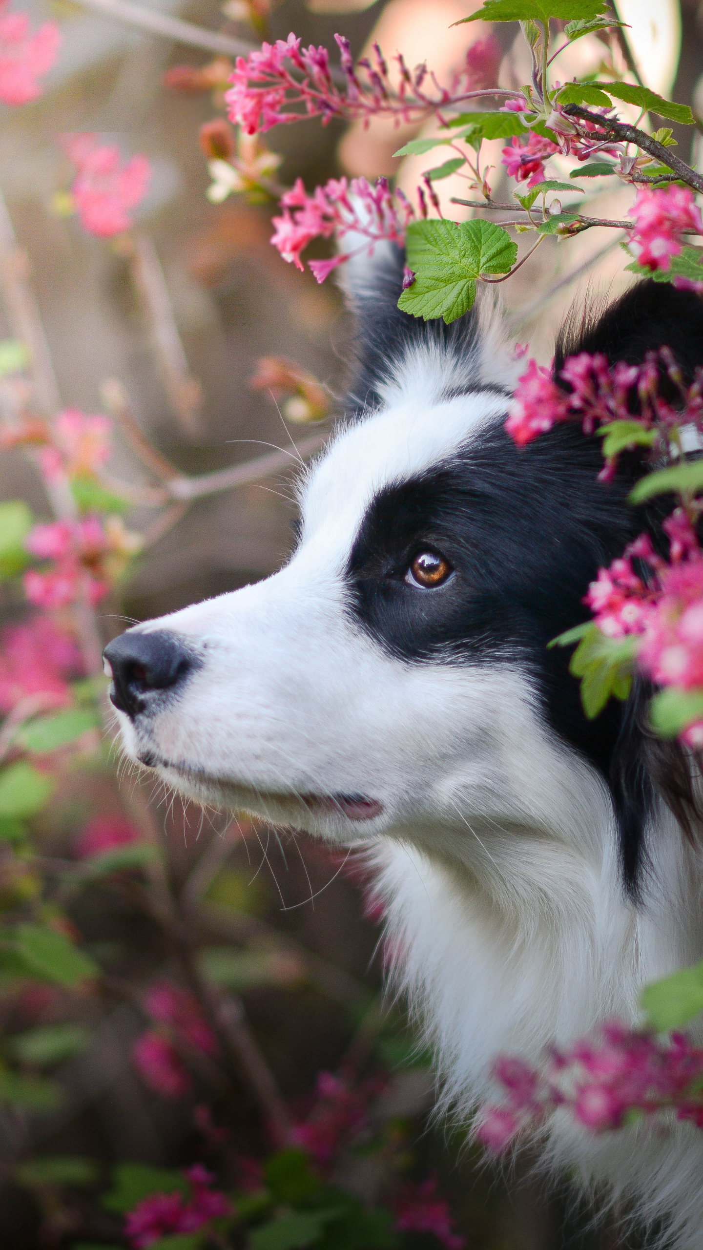 PCデスクトップに動物, 犬, 可愛い, ボーダーコリー画像を無料でダウンロード