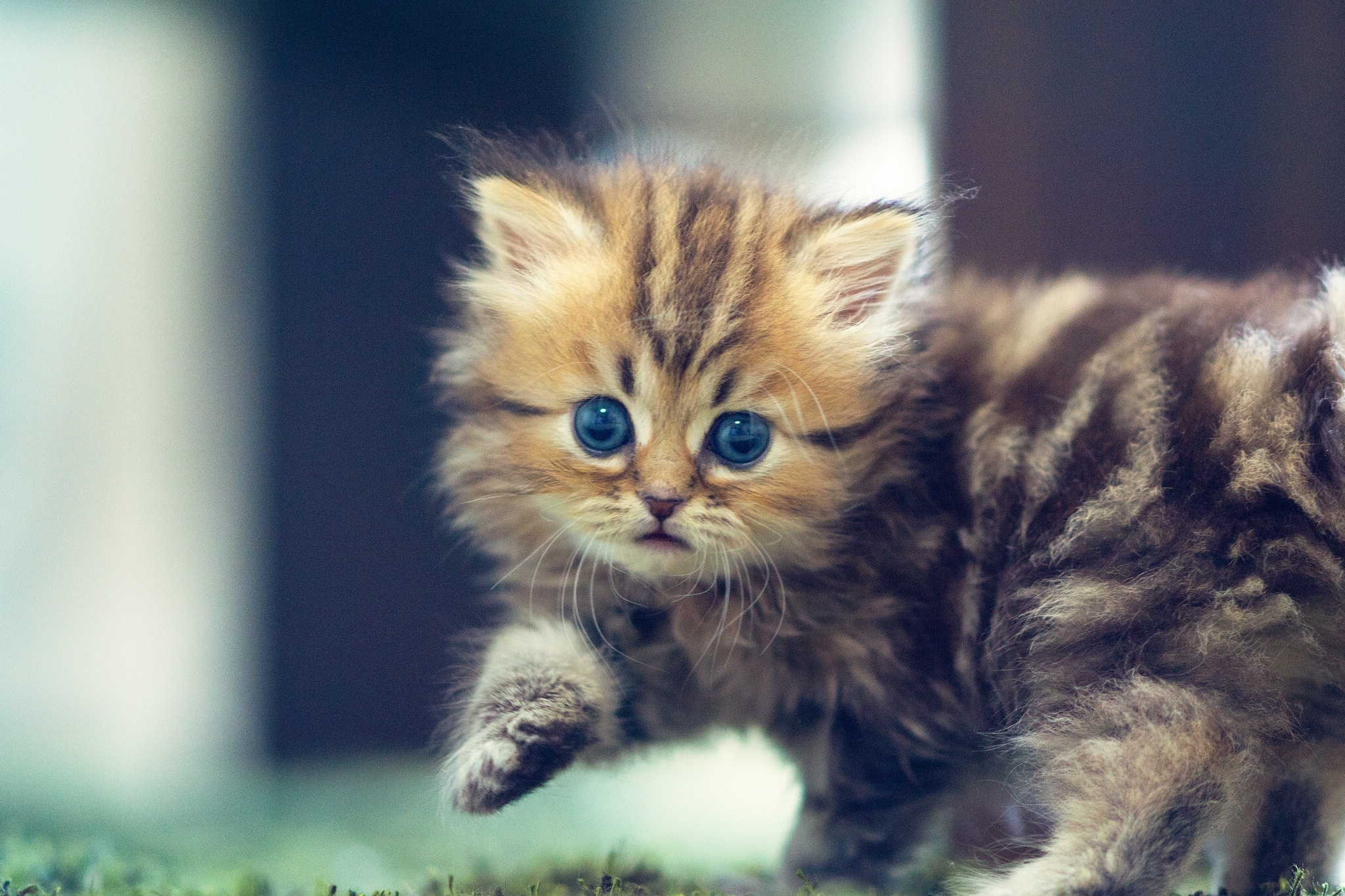 Baixe gratuitamente a imagem Animais, Gatos, Gato na área de trabalho do seu PC