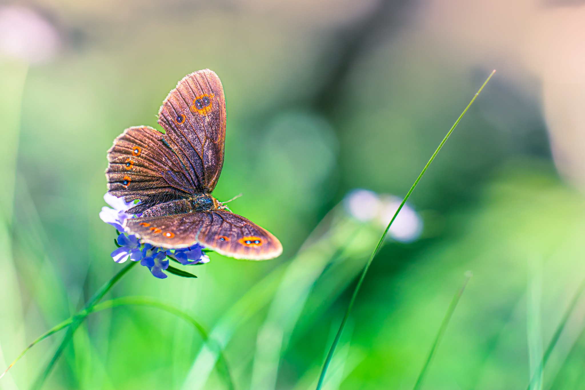 Laden Sie das Tiere, Schmetterlinge, Makro, Insekt-Bild kostenlos auf Ihren PC-Desktop herunter