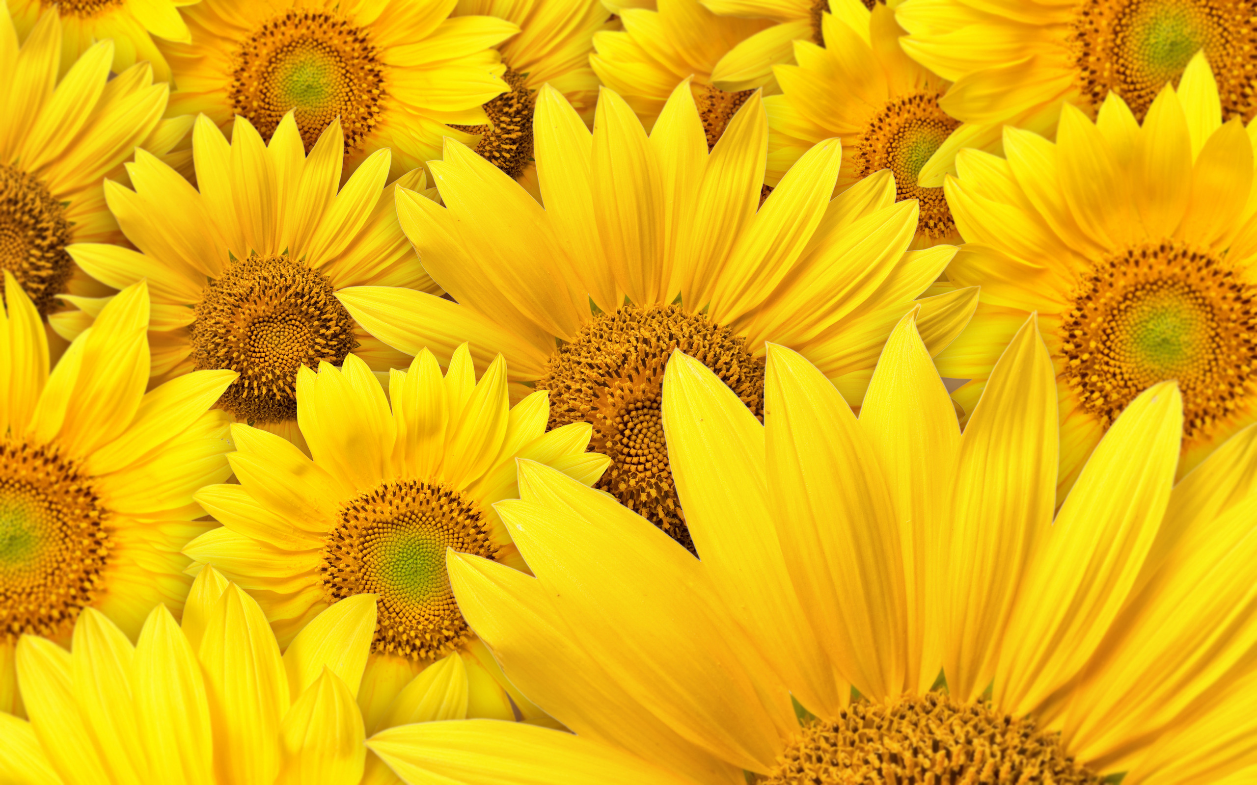 Free download wallpaper Flowers, Flower, Earth, Sunflower on your PC desktop