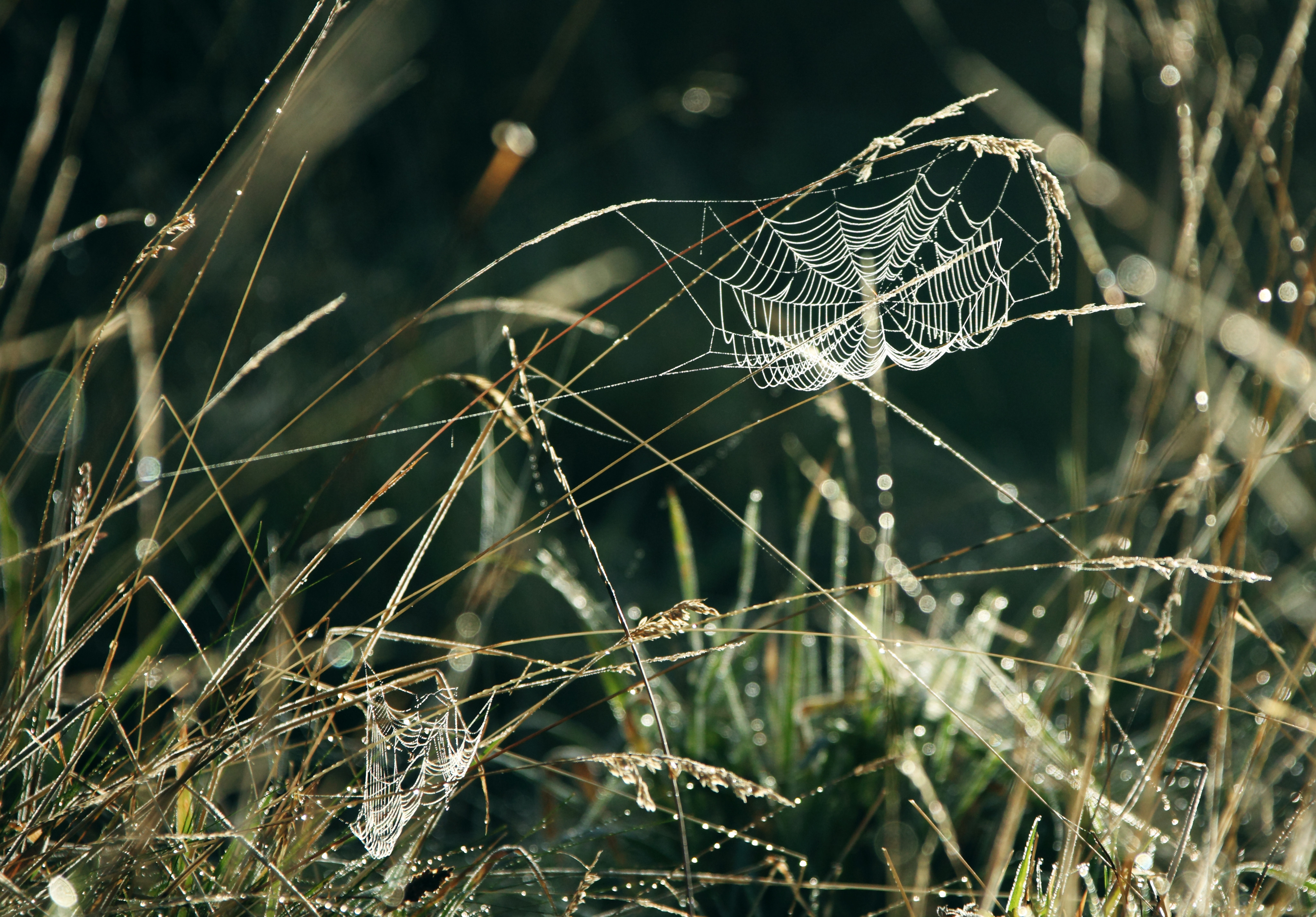 drops, nature, grass, web, dew