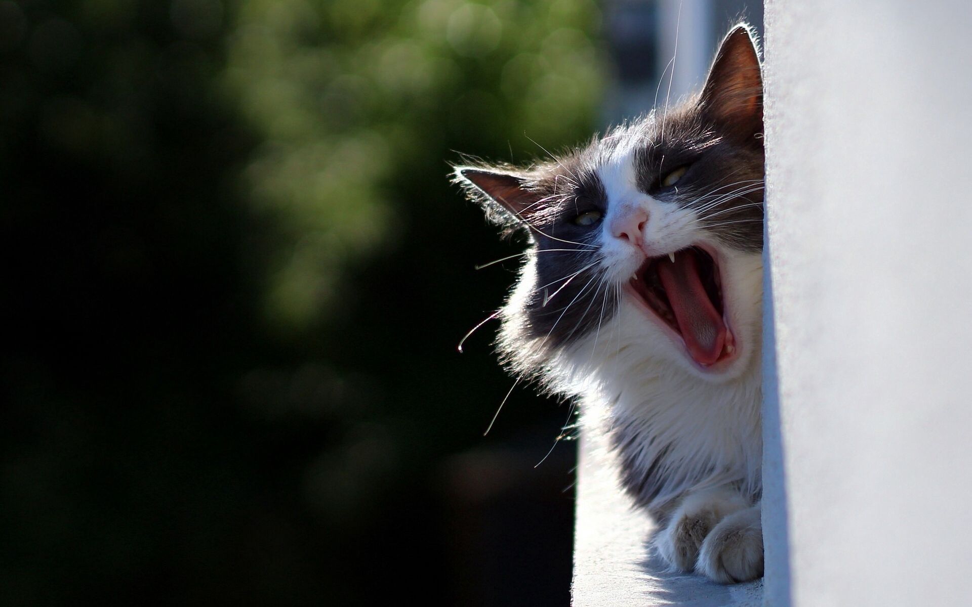 animals, cat, fluffy, muzzle, cool, to yawn, yawn