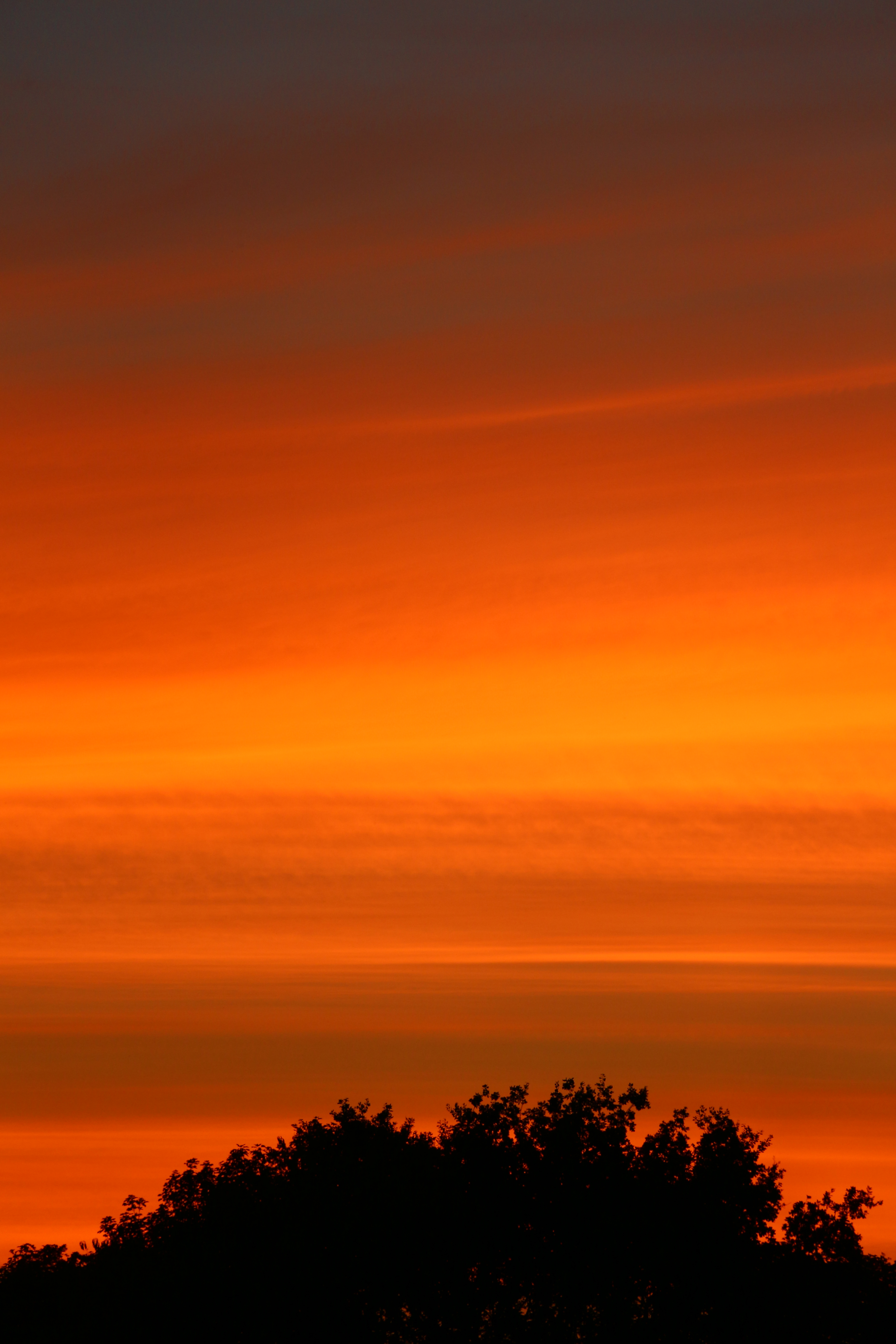 Laden Sie das Bäume, Sky, Bush, Natur, Sunset-Bild kostenlos auf Ihren PC-Desktop herunter
