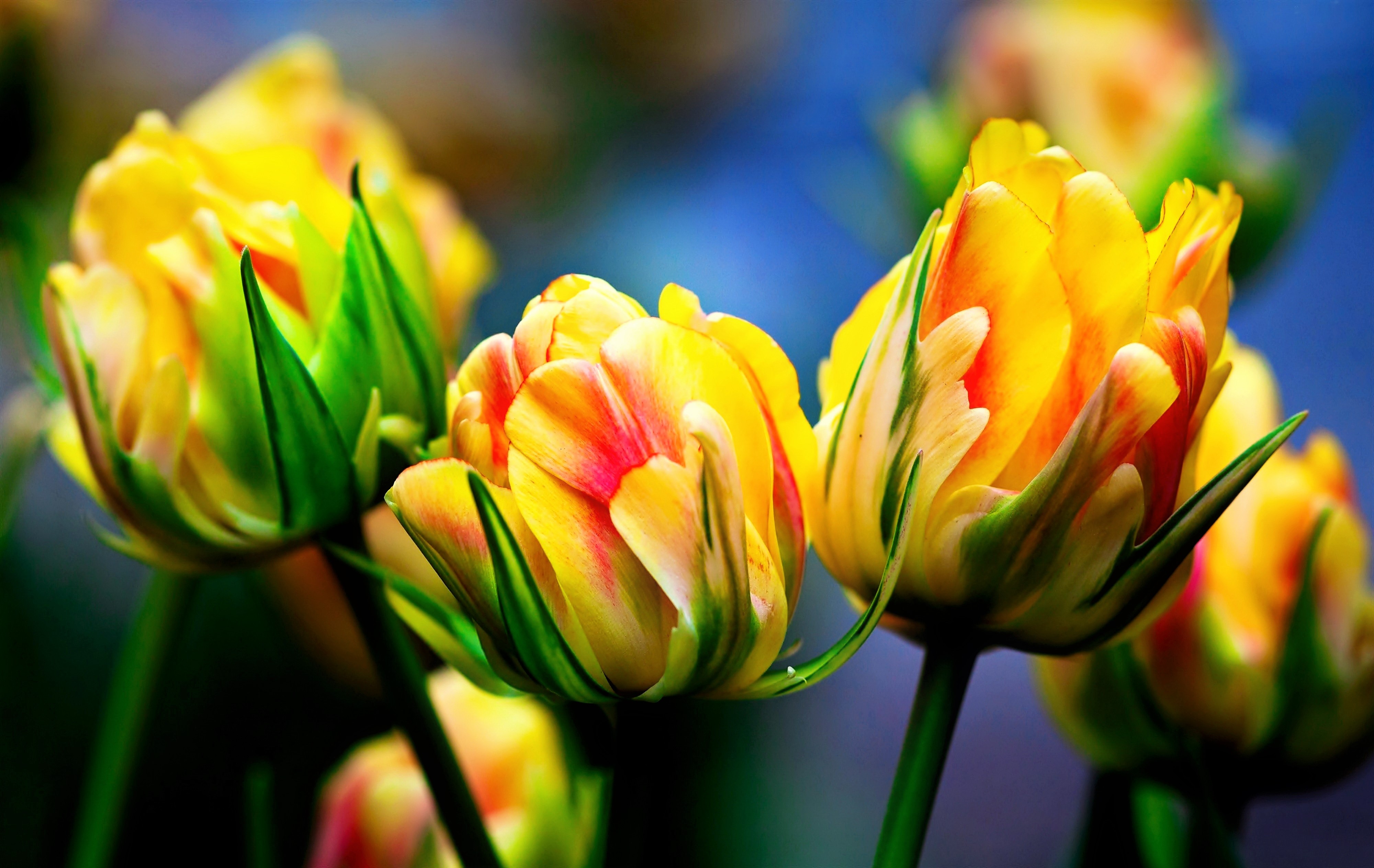 Download mobile wallpaper Flowers, Flower, Earth, Tulip, Yellow Flower for free.