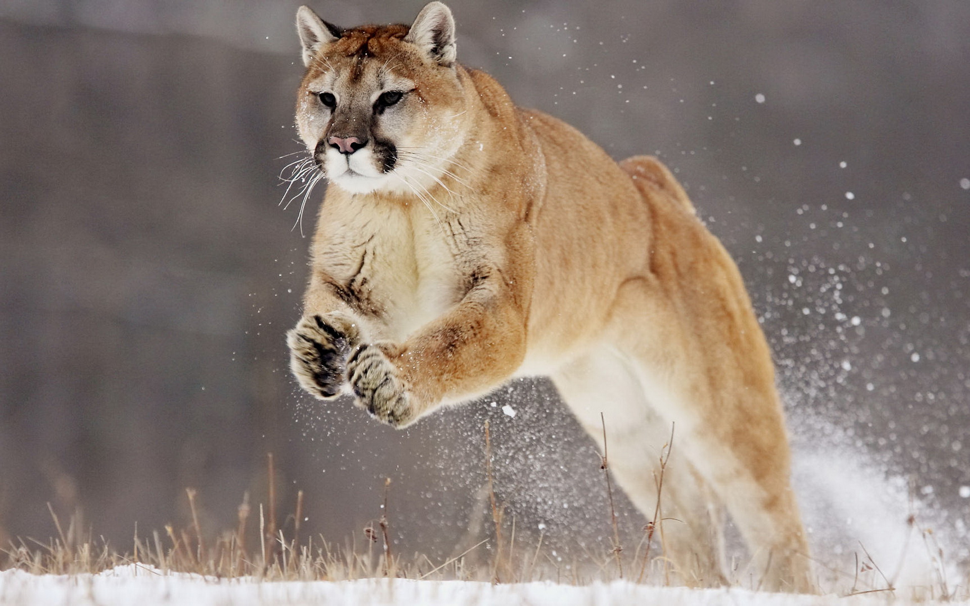 Téléchargez des papiers peints mobile Animaux, Puma gratuitement.