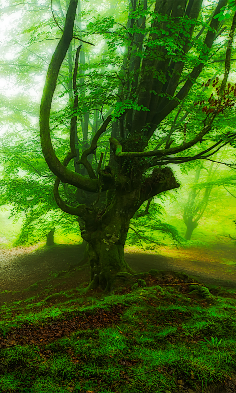 Скачать картинку Природа, Лес, Дерево, Туман, Зелень, Земля/природа в телефон бесплатно.