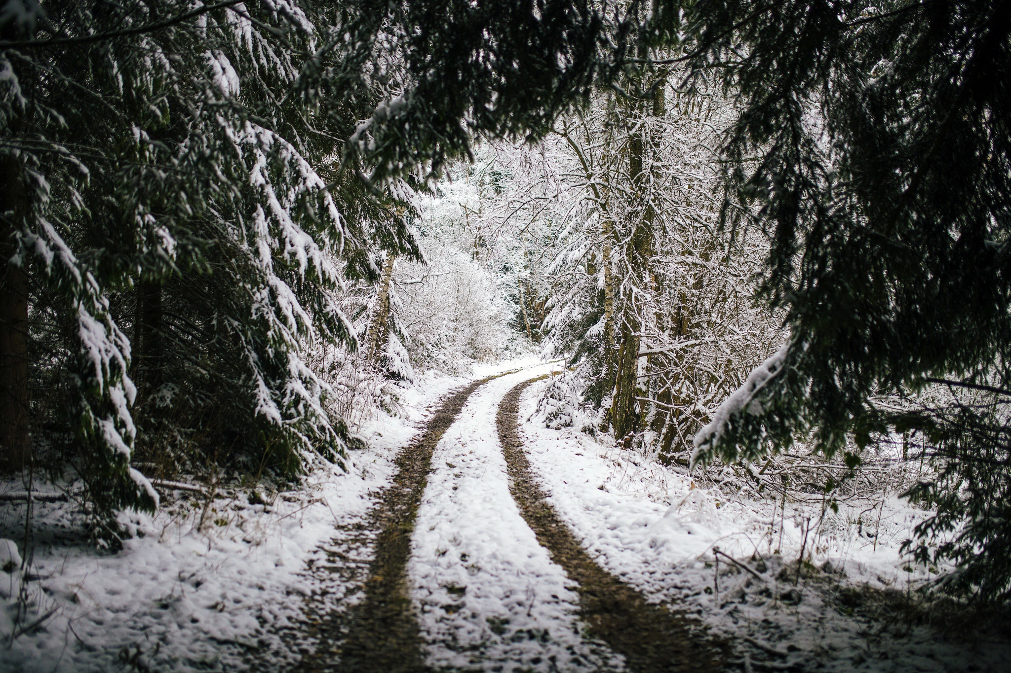 Download mobile wallpaper Winter, Nature, Snow, Forest, Earth, Path, Dirt Road for free.