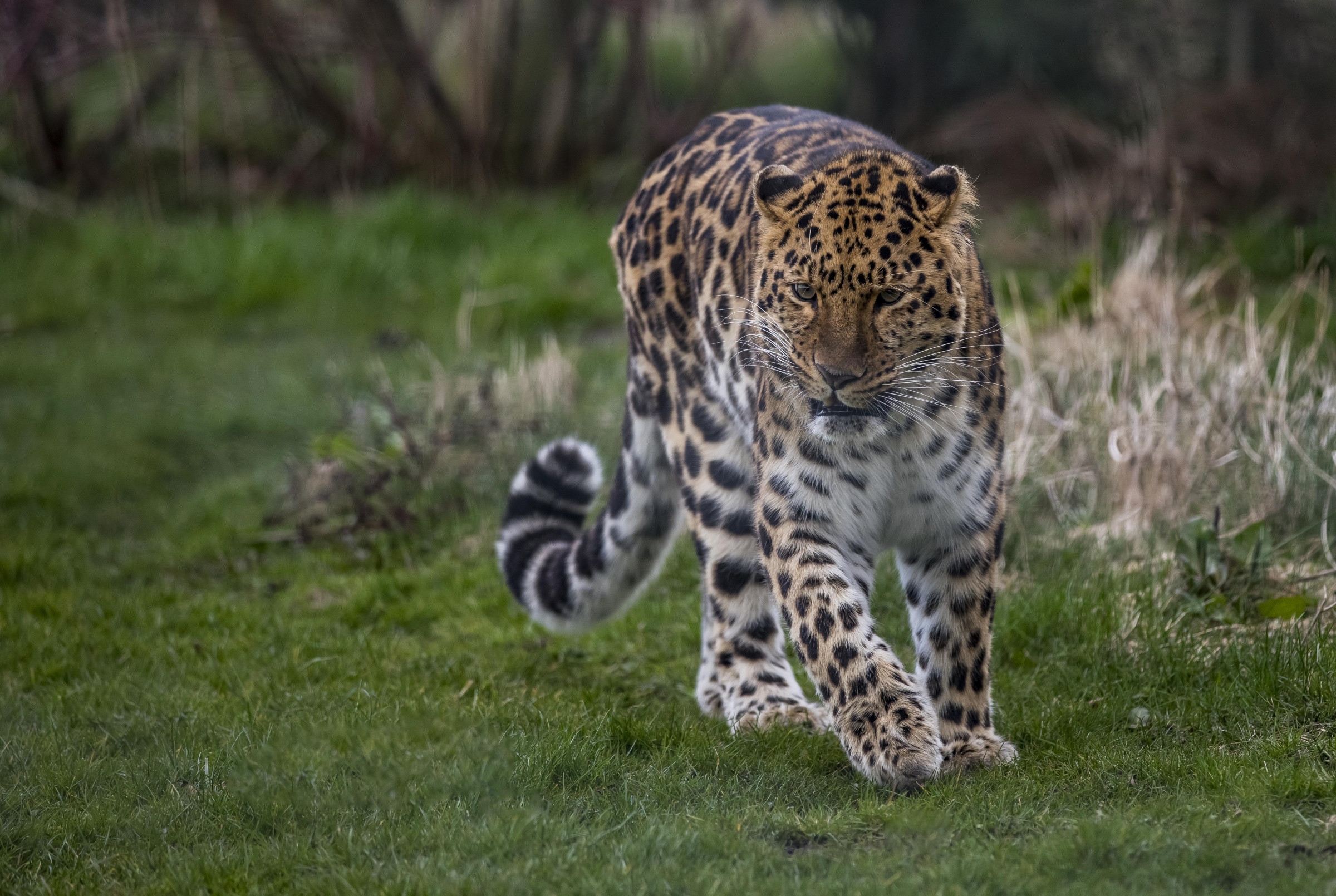 Descarga gratuita de fondo de pantalla para móvil de Animales, Gatos, Leopardo.